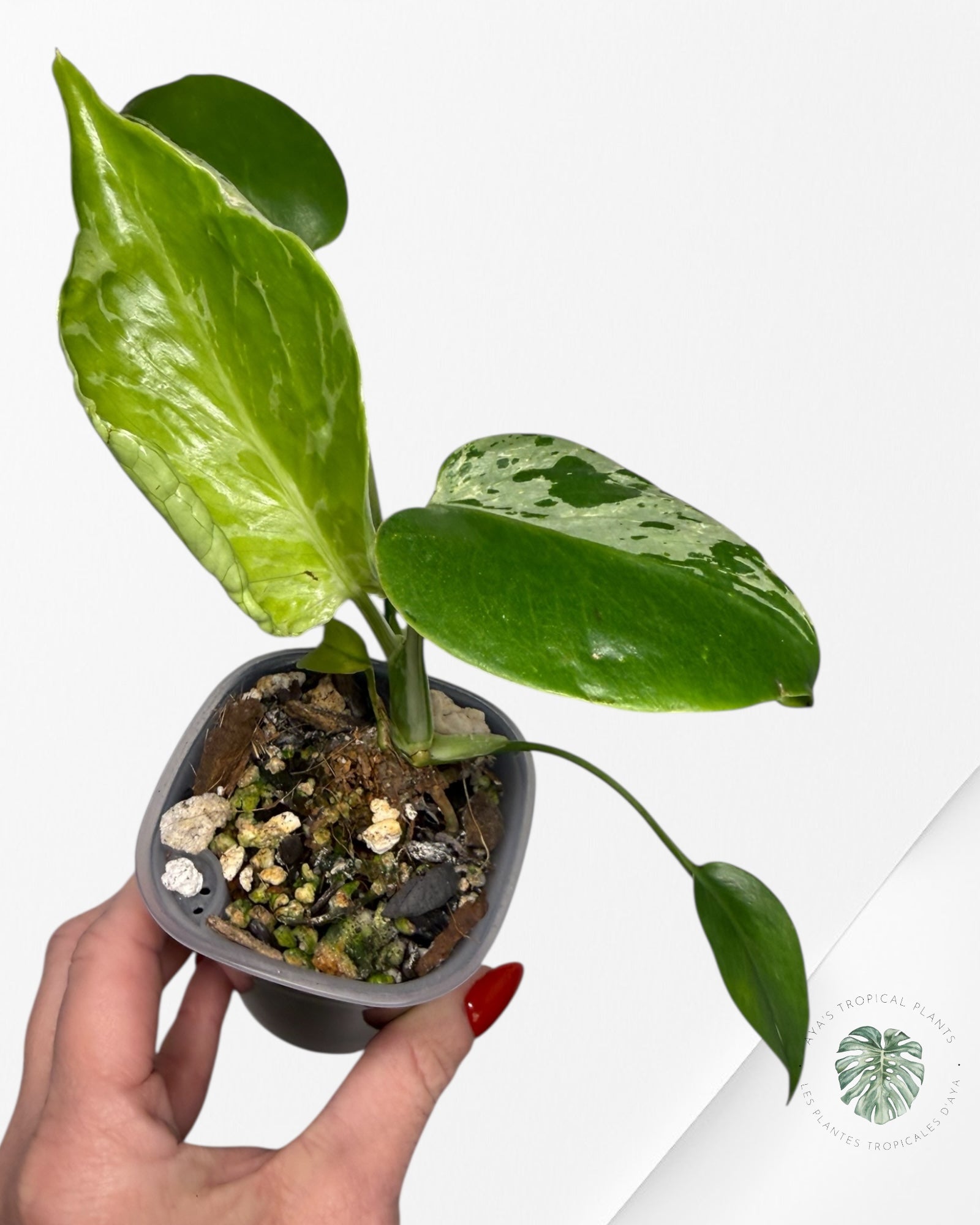 Monstera Deliciosa Bulbasaur