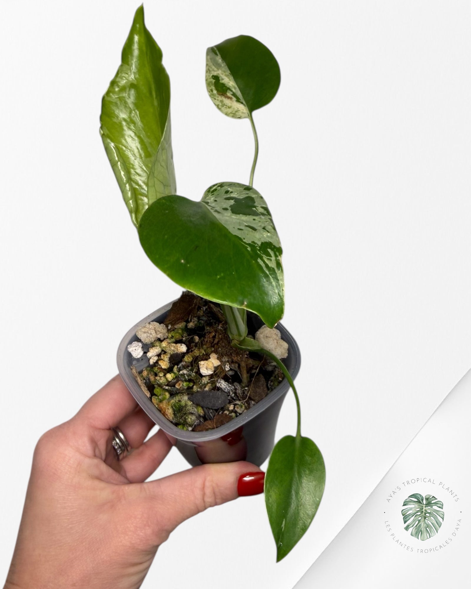 Monstera Deliciosa Bulbasaur