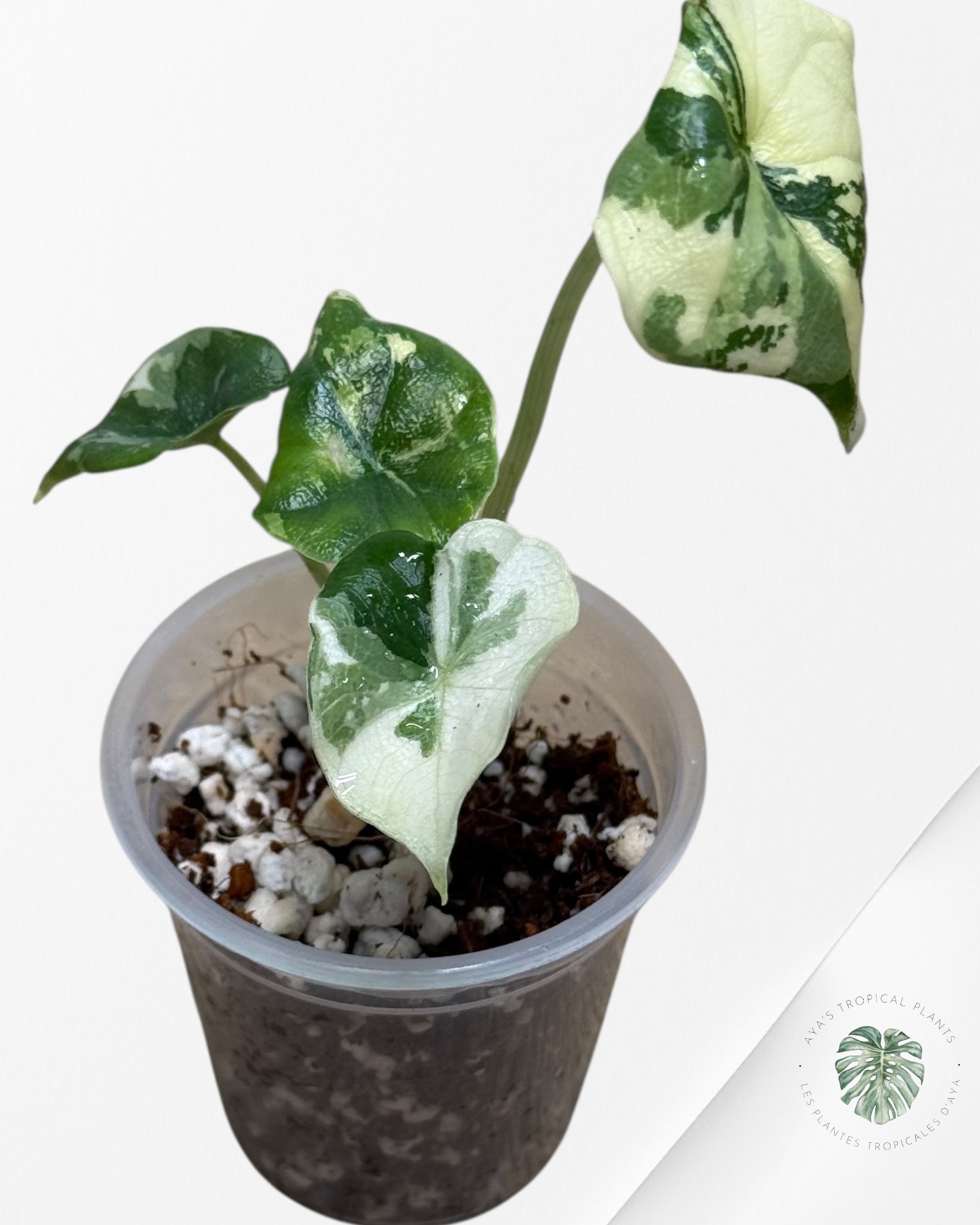Alocasia Melo Variegated Albo| Rare TC Plant| Aya's Tropical Plants