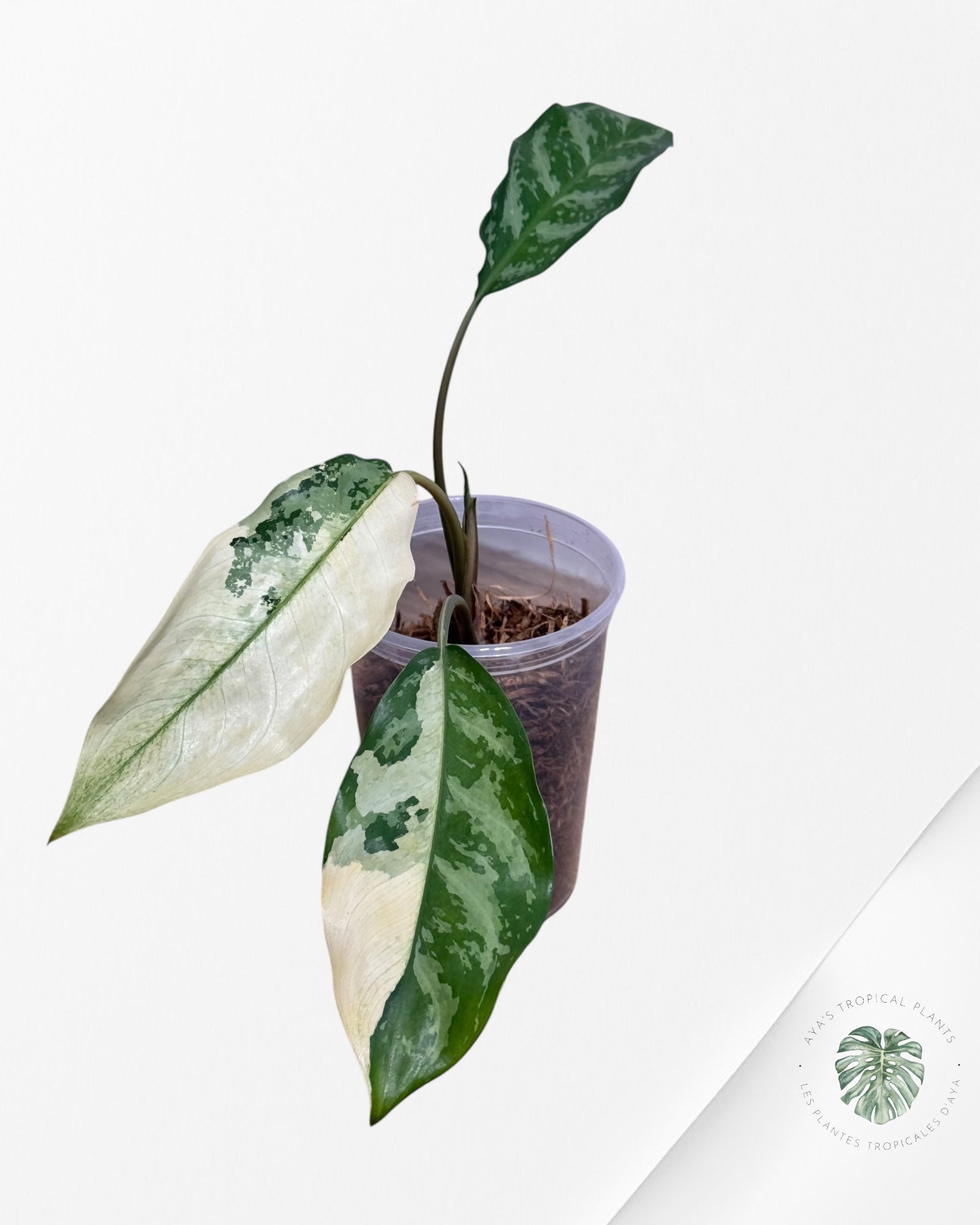 Fierté d'Aglaonema Manille - AMP700