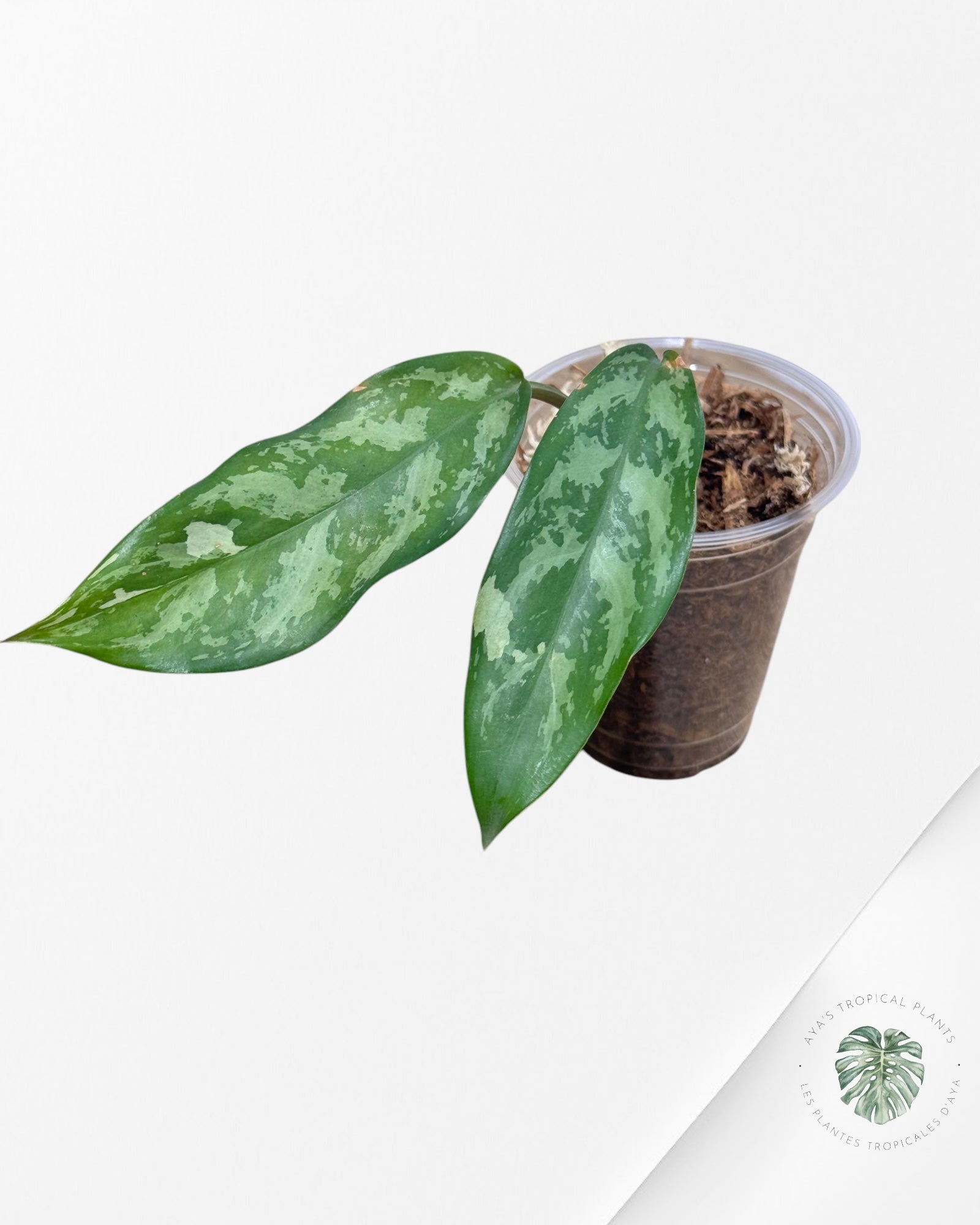 Fierté d'Aglaonema Manille - AMP900