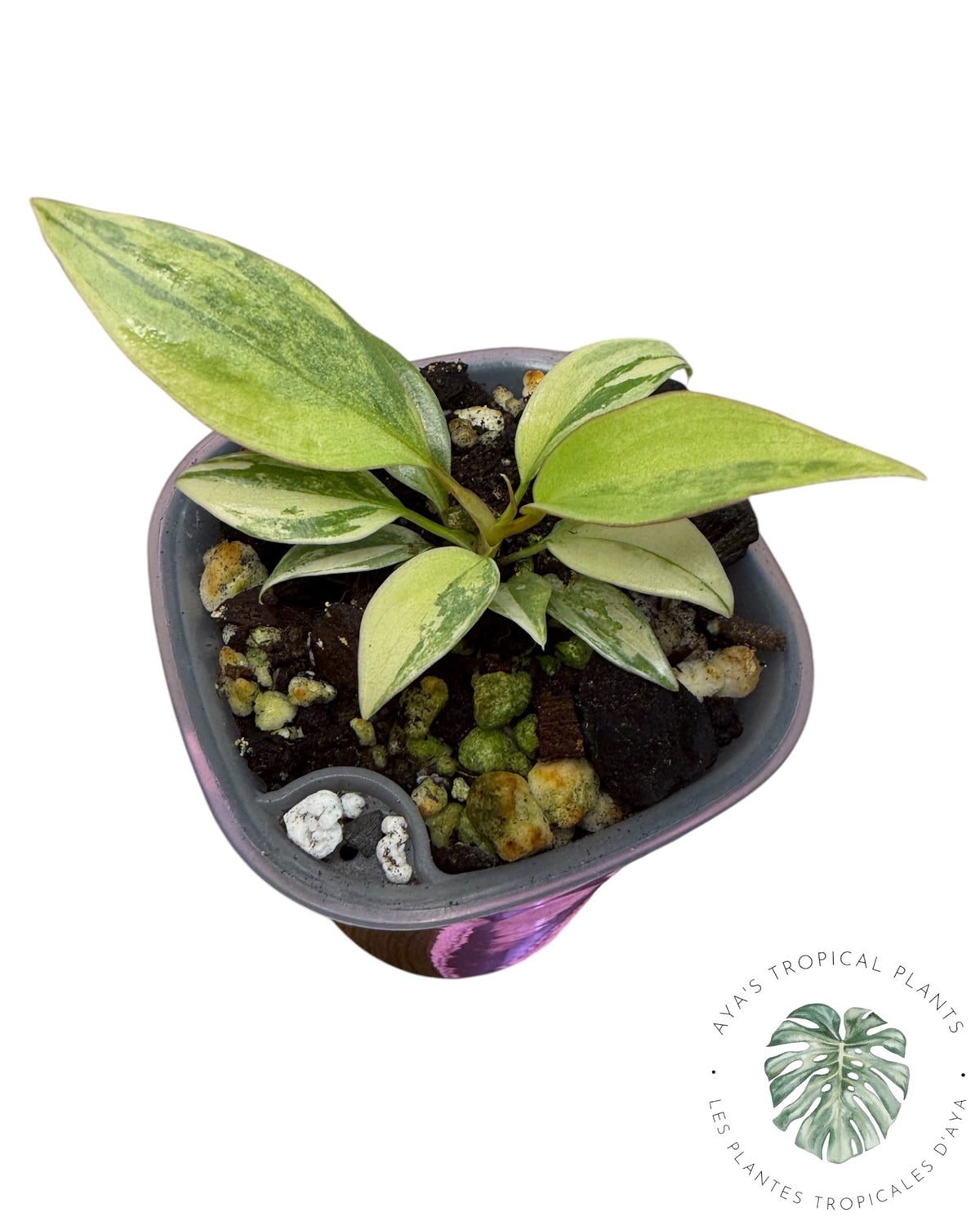 Philodendron Atabapoense rose