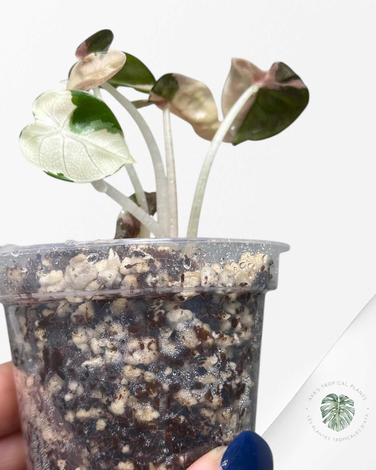 Alocasia Heart Balloon Pink variegated| Rare TC Plant| Aya's Tropical Plants