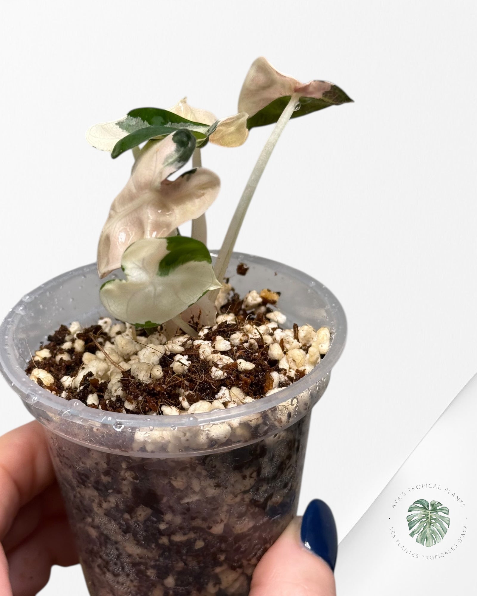 Alocasia Heart Balloon Pink variegated| Rare TC Plant| Aya's Tropical Plants