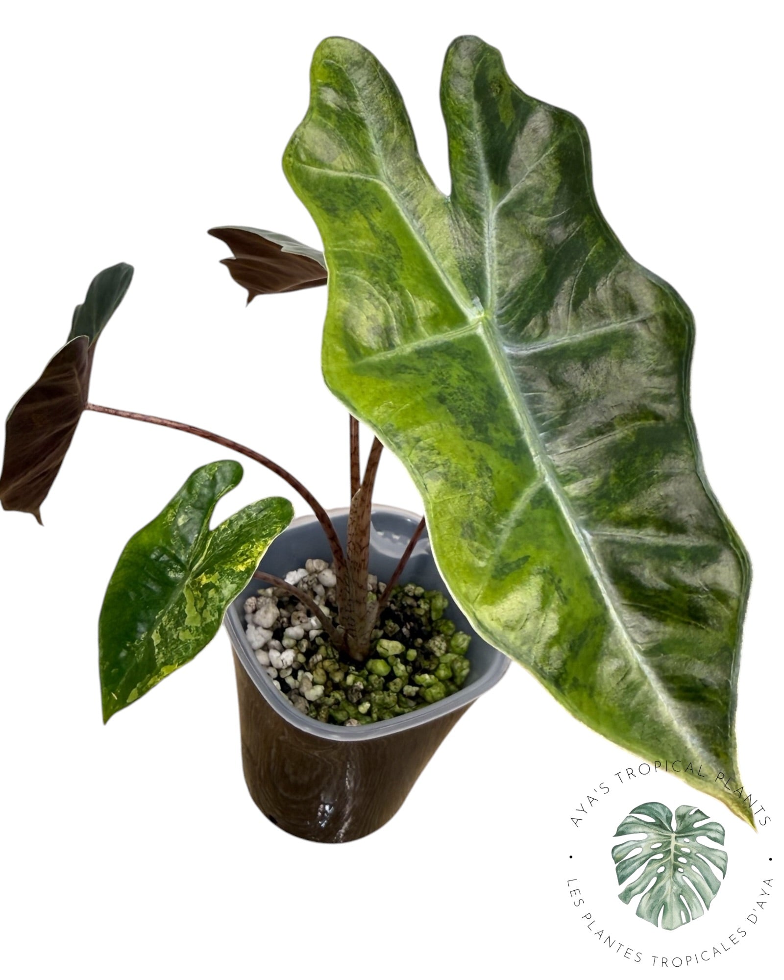 Alocasia Pseudo-Sanderiana Aurea Variegated