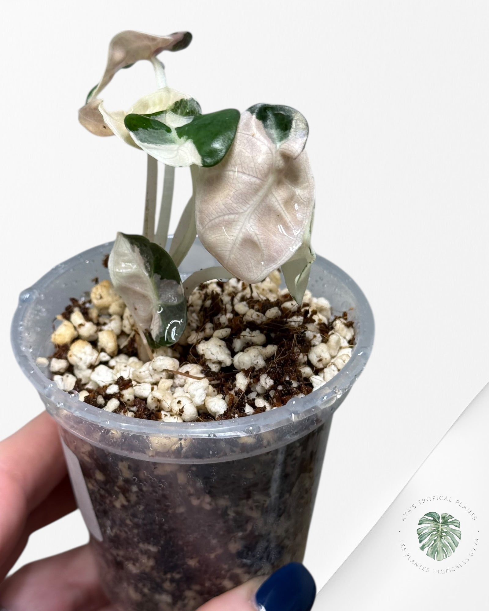 Alocasia Heart Balloon Pink variegated| Rare TC Plant| Aya's Tropical Plants