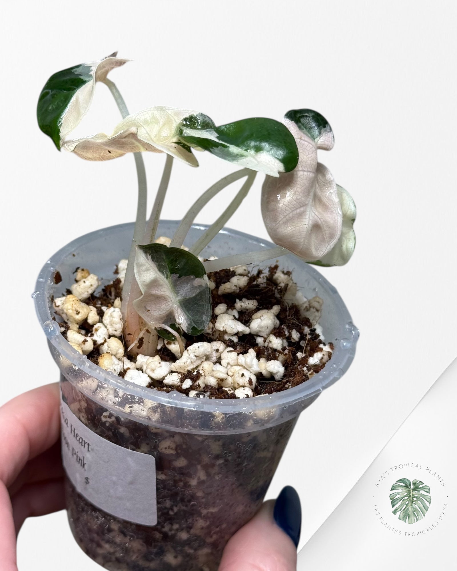 Alocasia Heart Balloon Pink variegated| Rare TC Plant| Aya's Tropical Plants
