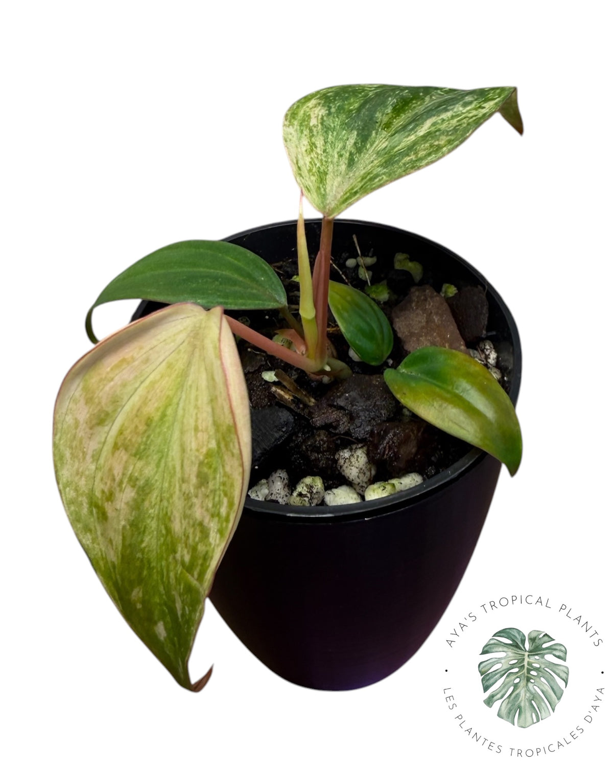 Philodendron Pink Micans Mint