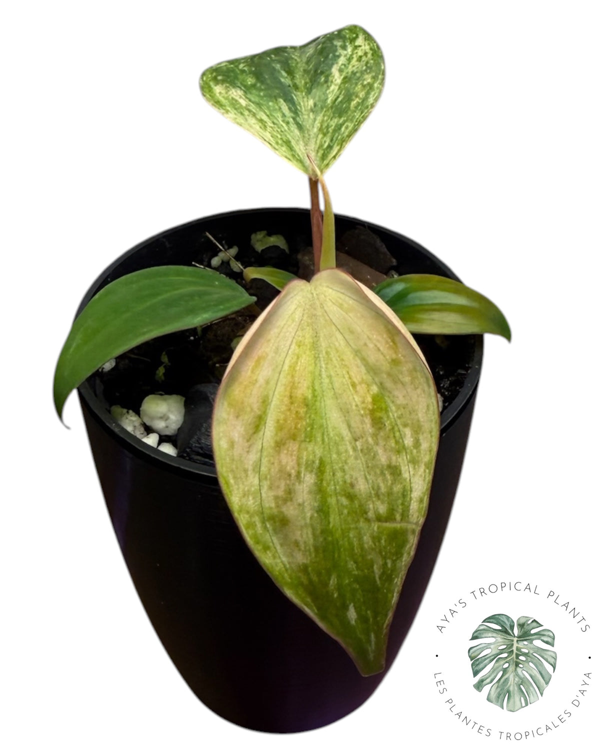 Philodendron Pink Micans Mint