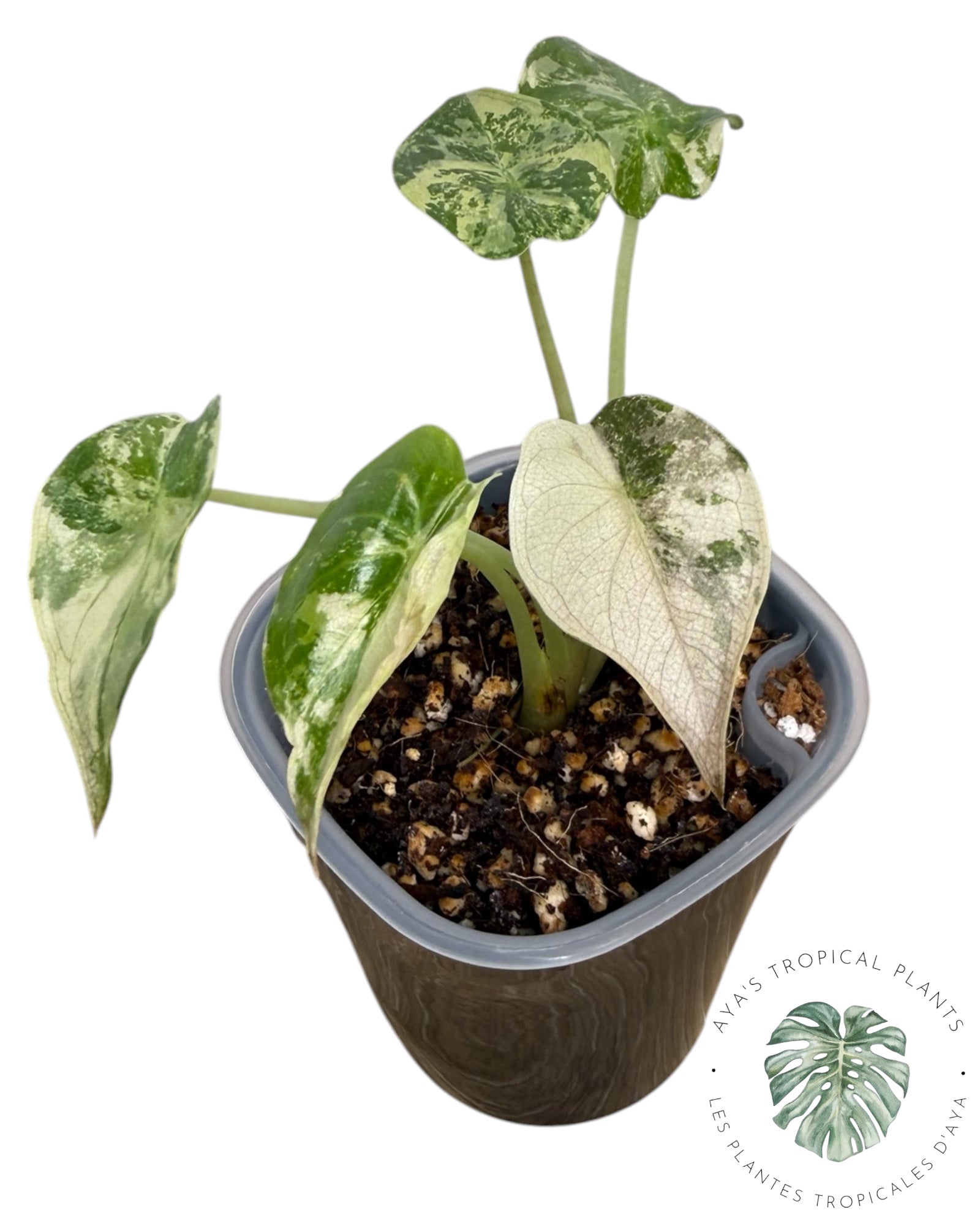 Alocasia Wentii Albo Pink Variegated