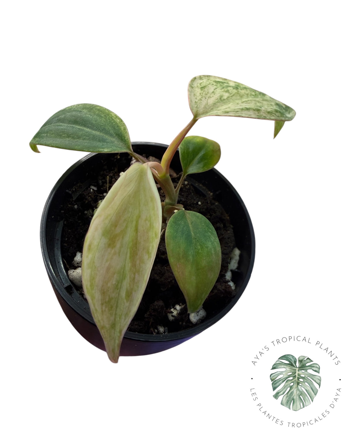 Philodendron Pink Micans Mint
