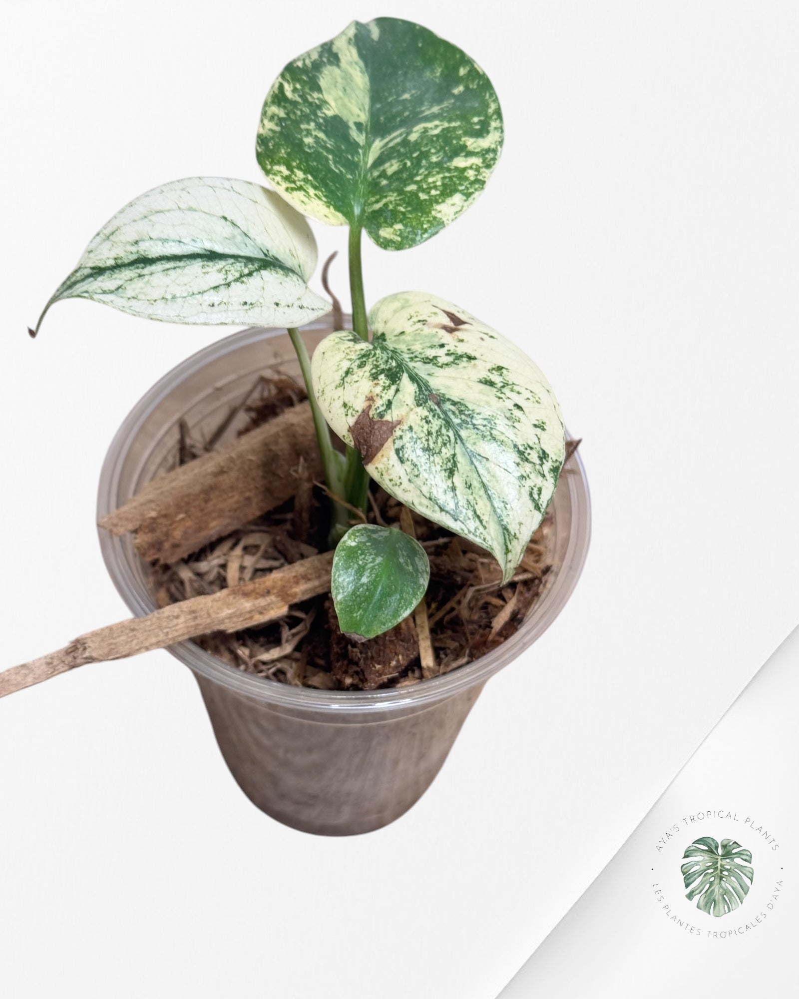 Monstera Mint-2