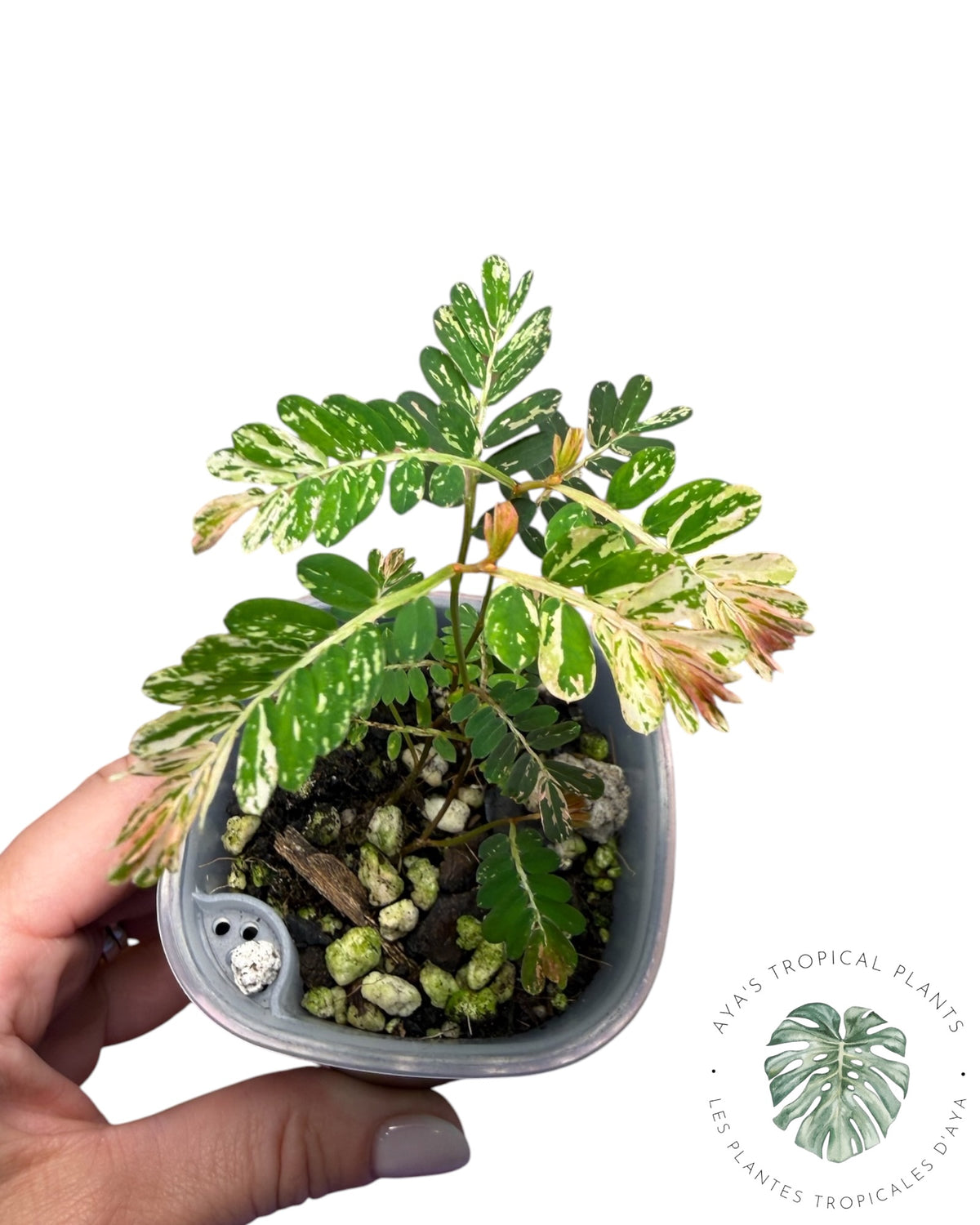Phyllanthus urinaria 'Pink Variegated