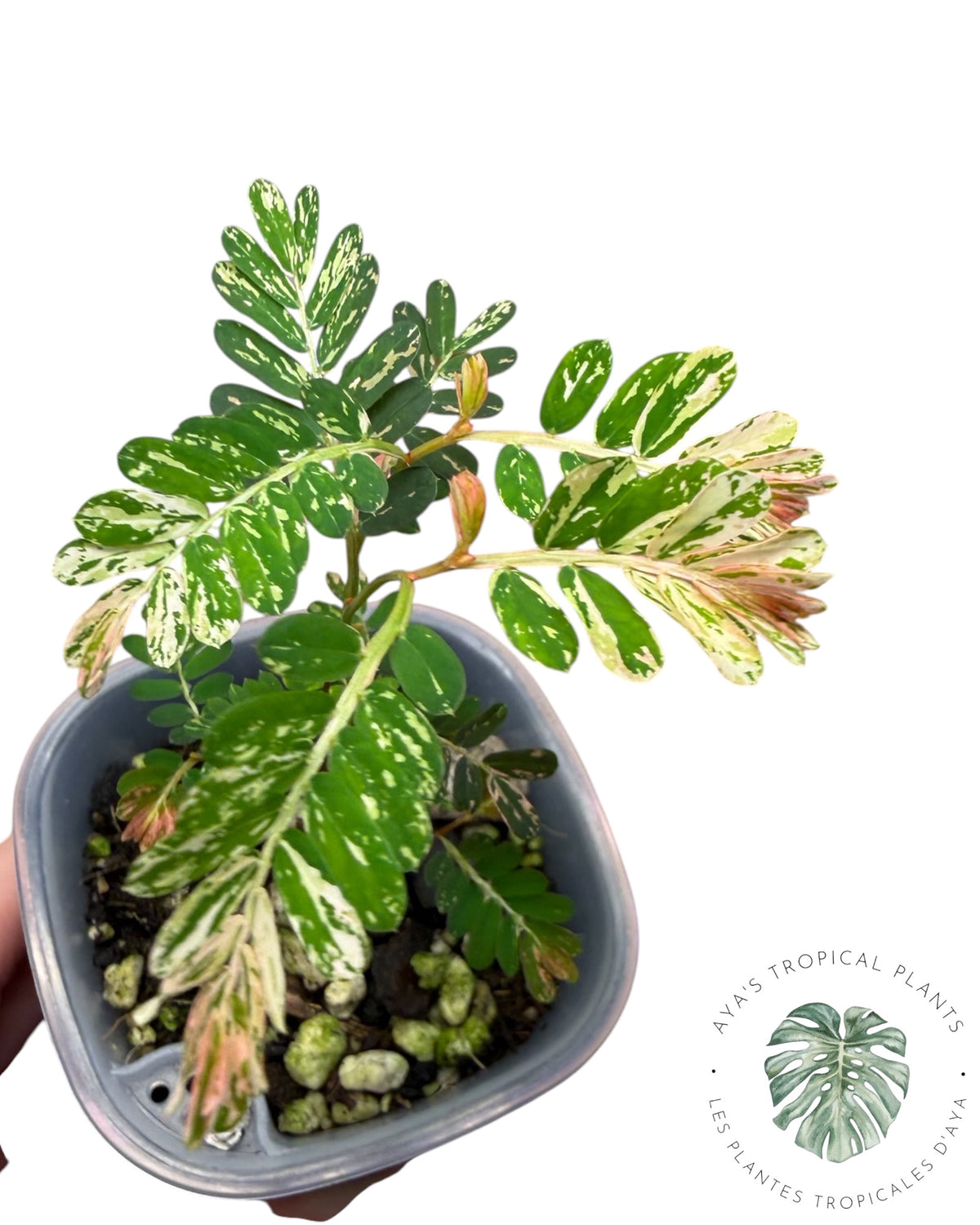 Phyllanthus urinaria 'Pink Variegated