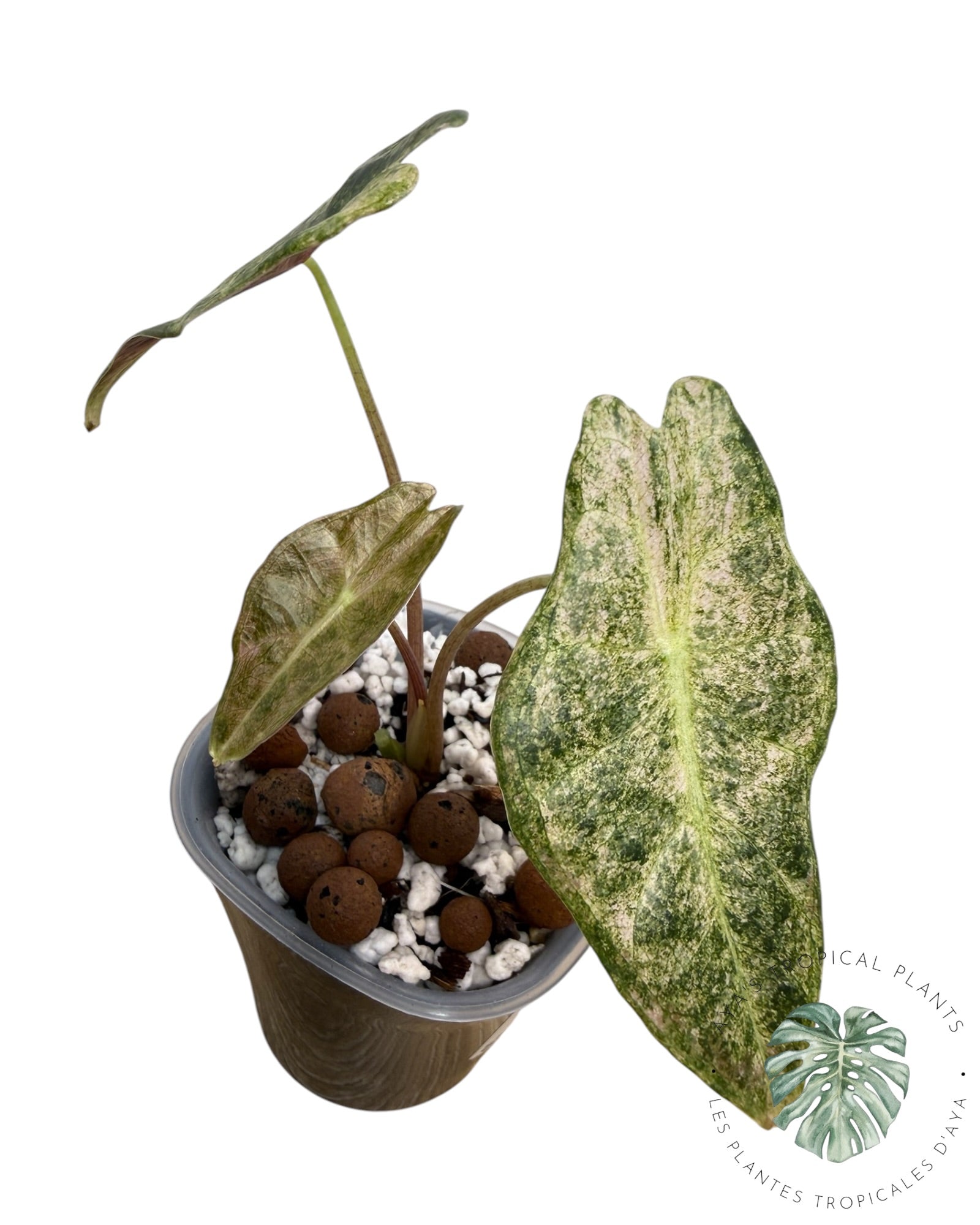 Alocasia Black Satun Pink Stardust Variegated