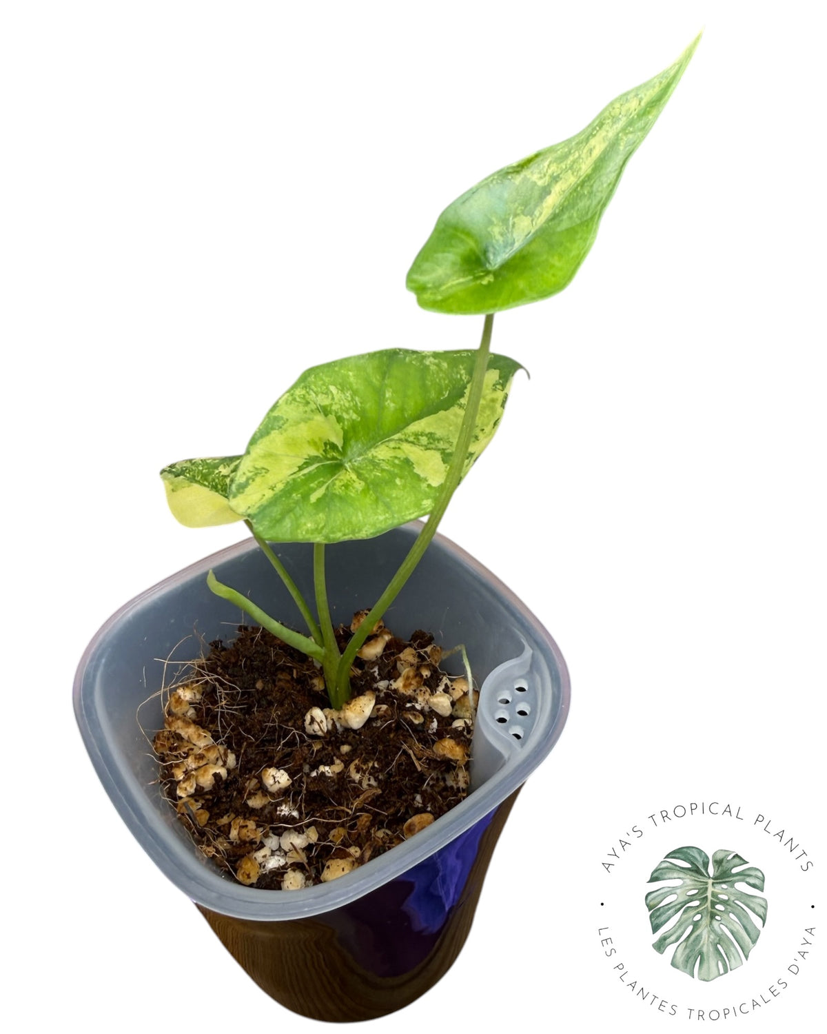 Alocasia  Simpo Aurea Variegated