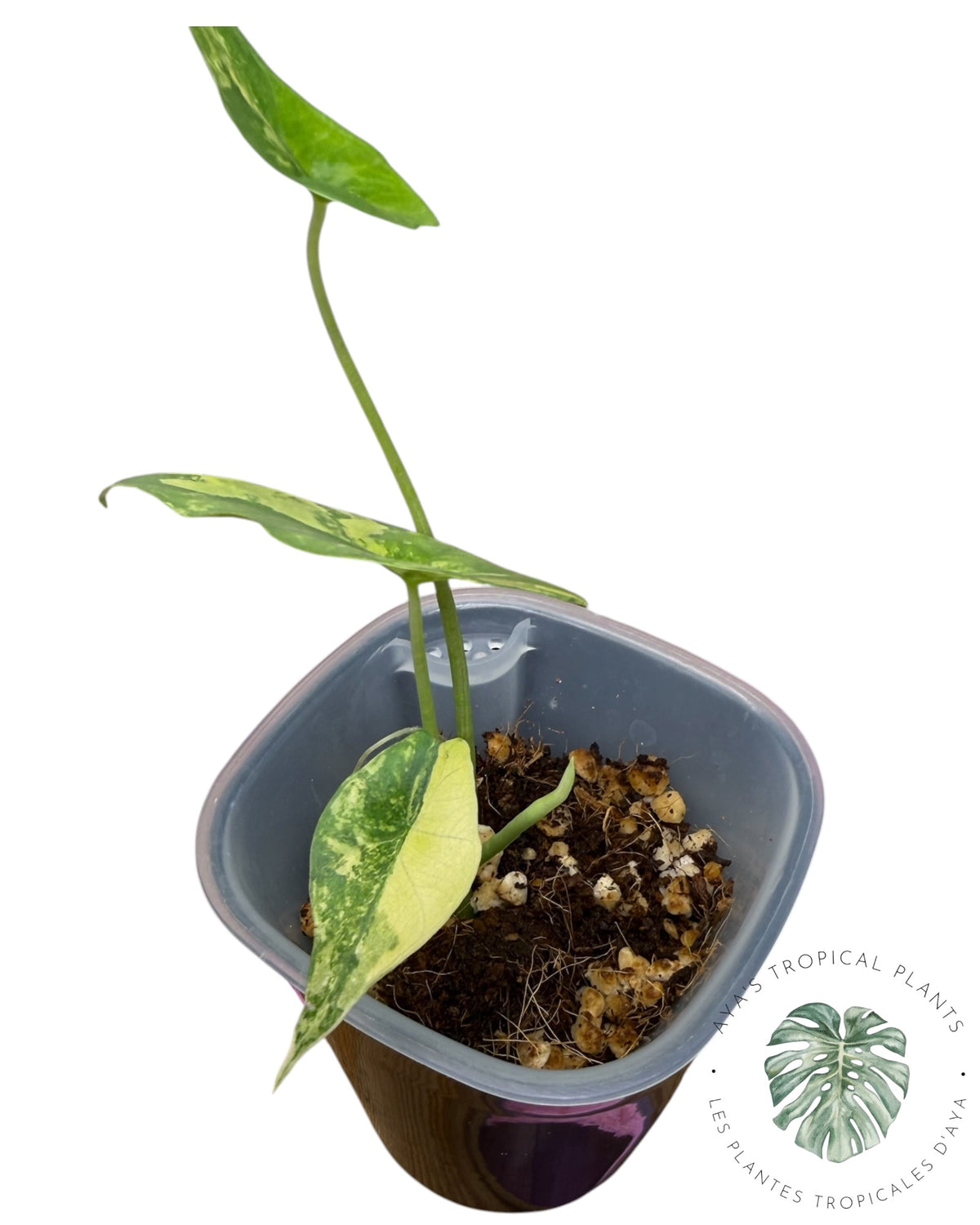 Alocasia  Simpo Aurea Variegated