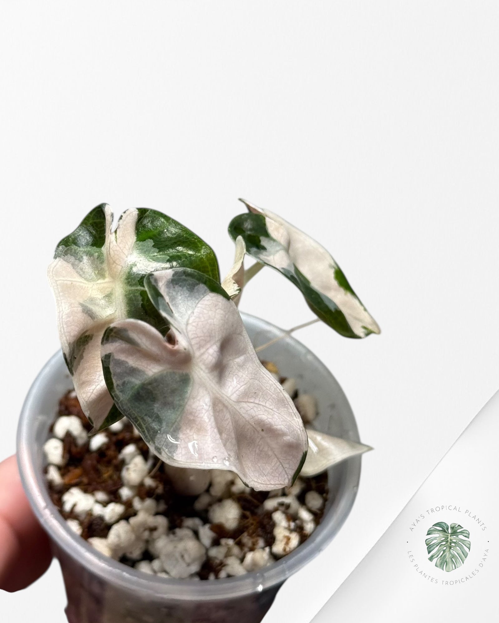 Alocasia Heart Balloon Pink variegated| Rare TC Plant| Aya's Tropical Plants