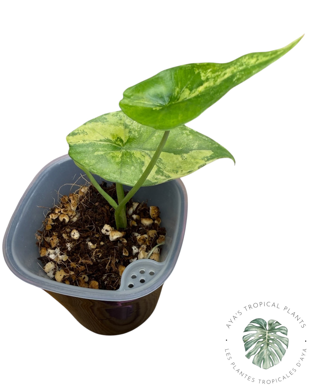 Alocasia  Simpo Aurea Variegated