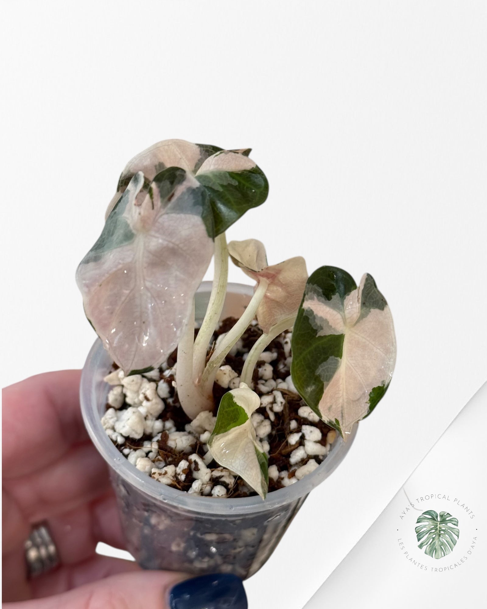 Alocasia Heart Balloon Pink variegated| Rare TC Plant| Aya's Tropical Plants