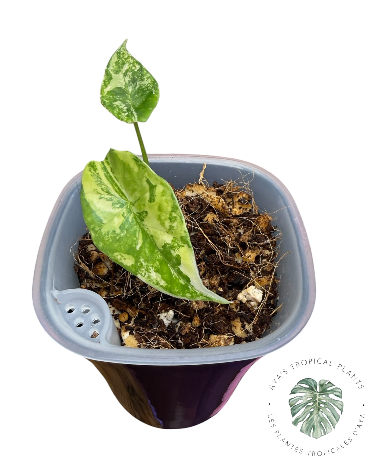 Alocasia  Simpo Aurea Variegated