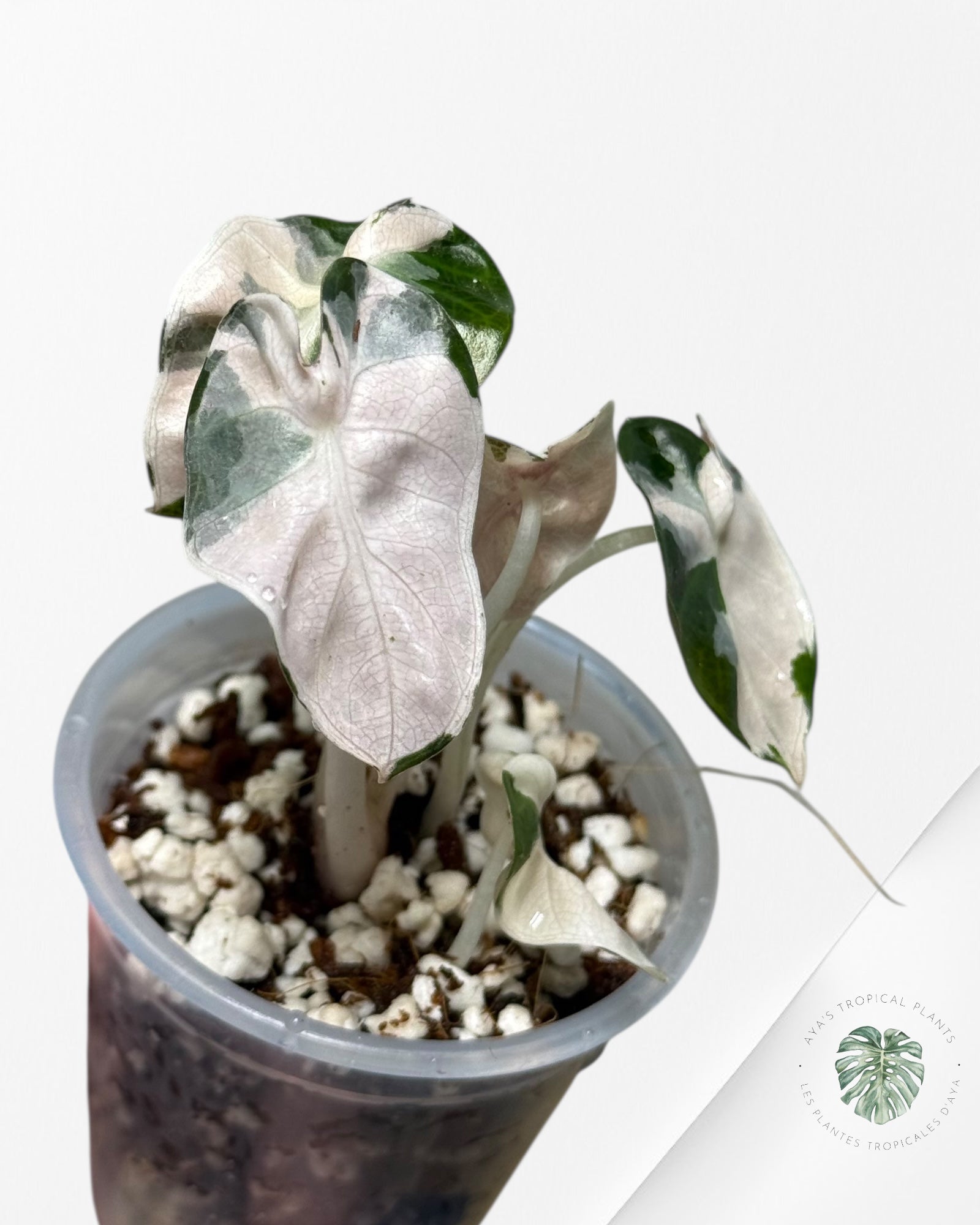 Alocasia Heart Balloon Pink variegated| Rare TC Plant| Aya's Tropical Plants