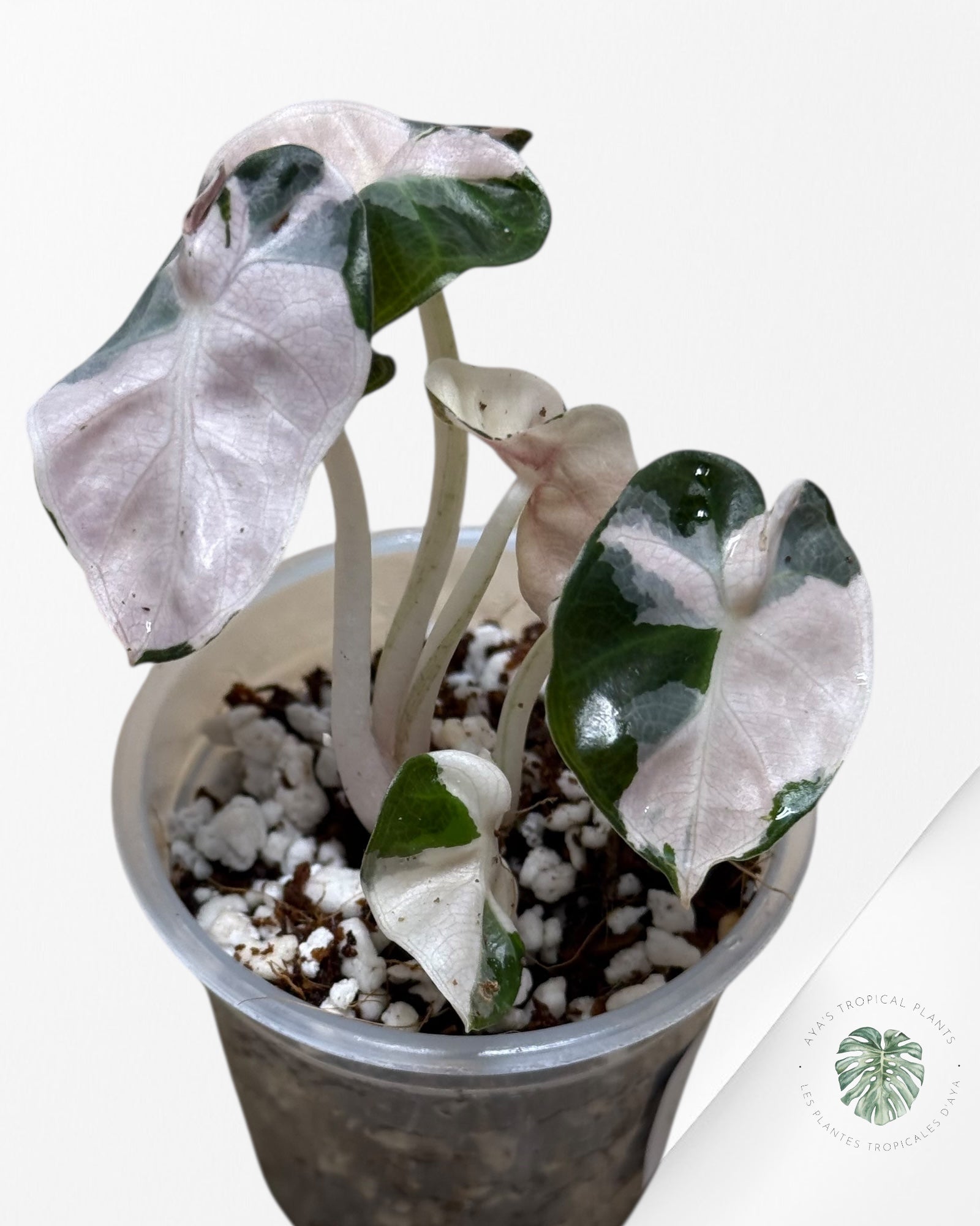 Alocasia Heart Balloon Pink variegated| Rare TC Plant| Aya's Tropical Plants