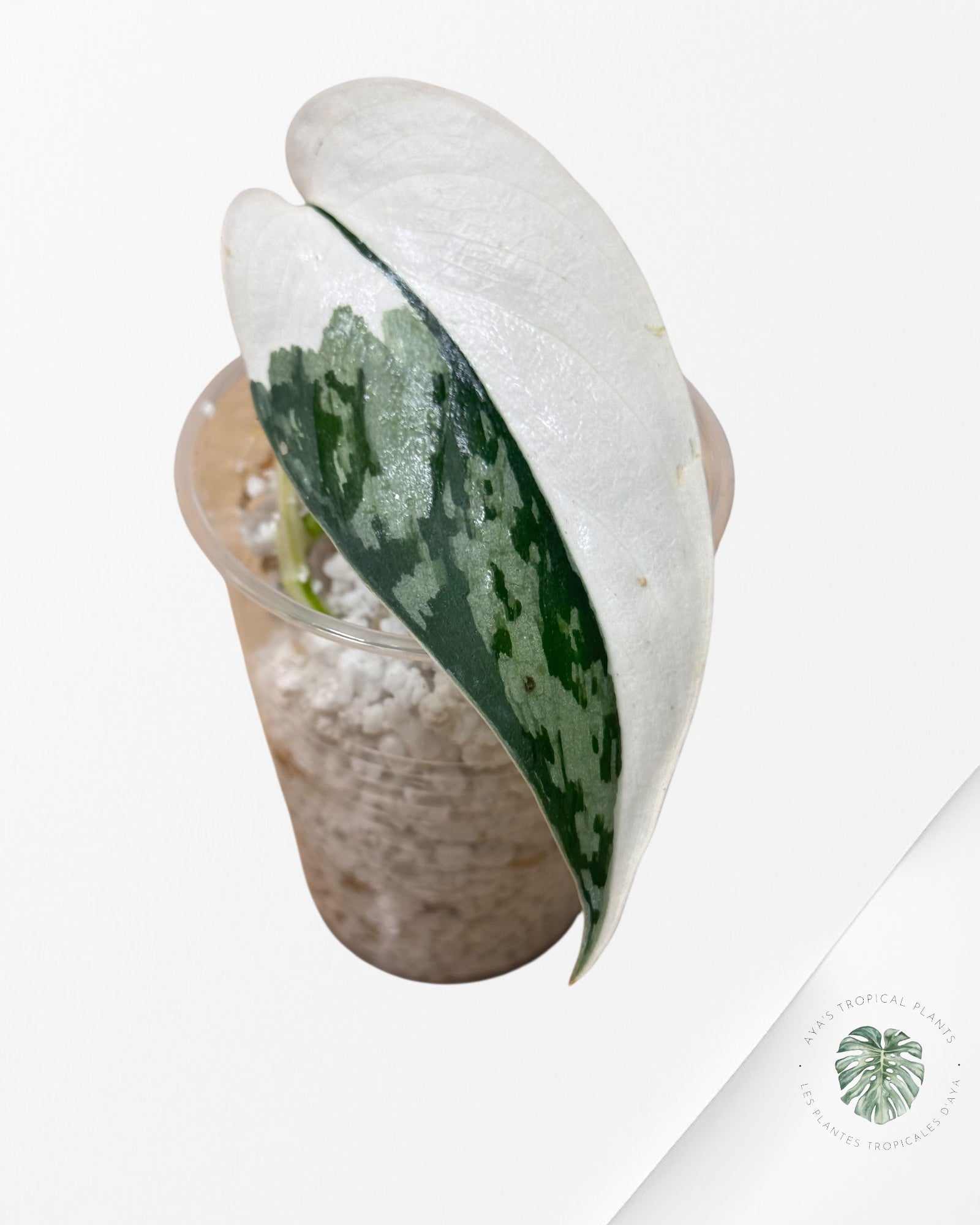Scindapsus Mariposa - MA1