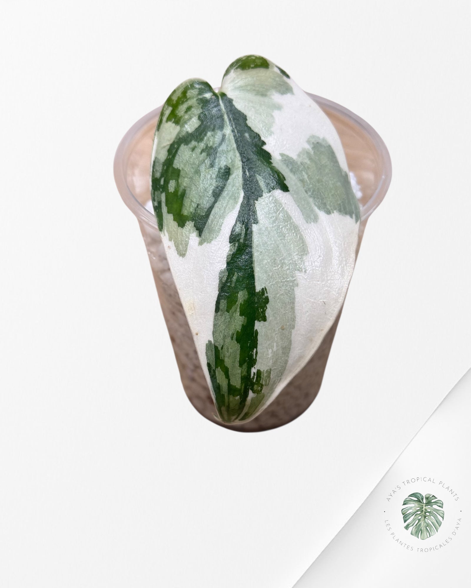 Scindapsus Mariposa - MA2