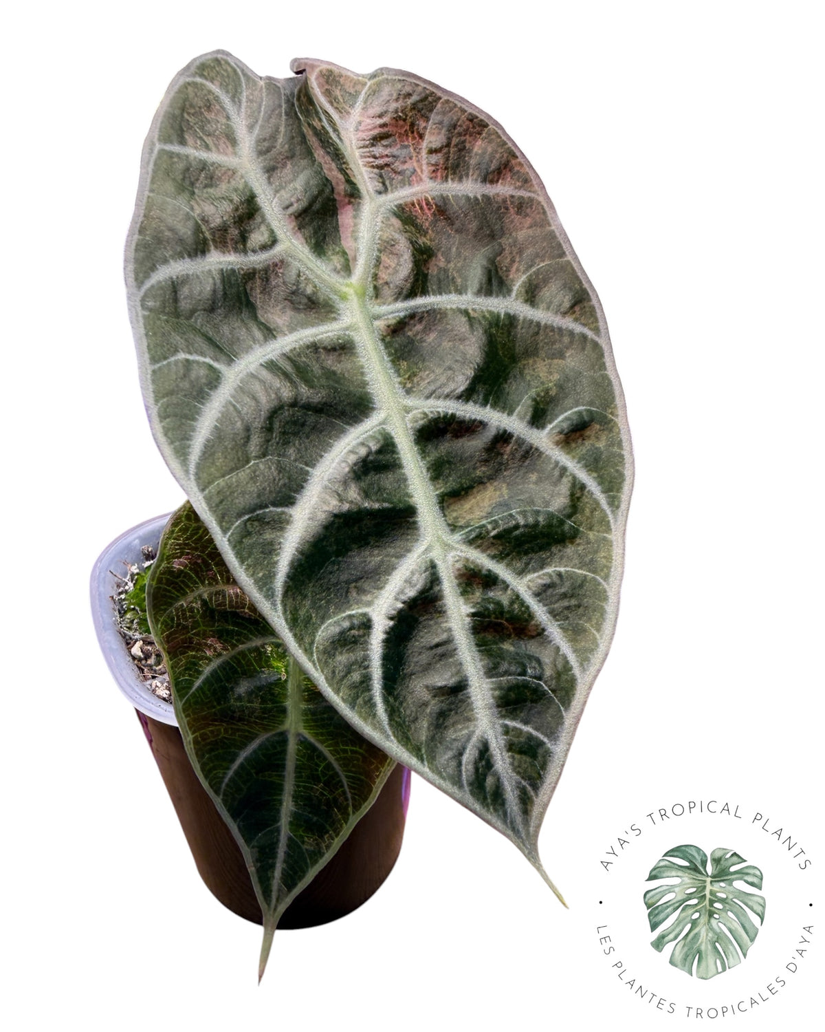 Alocasia Watsoniana Doff. Pink Variegated