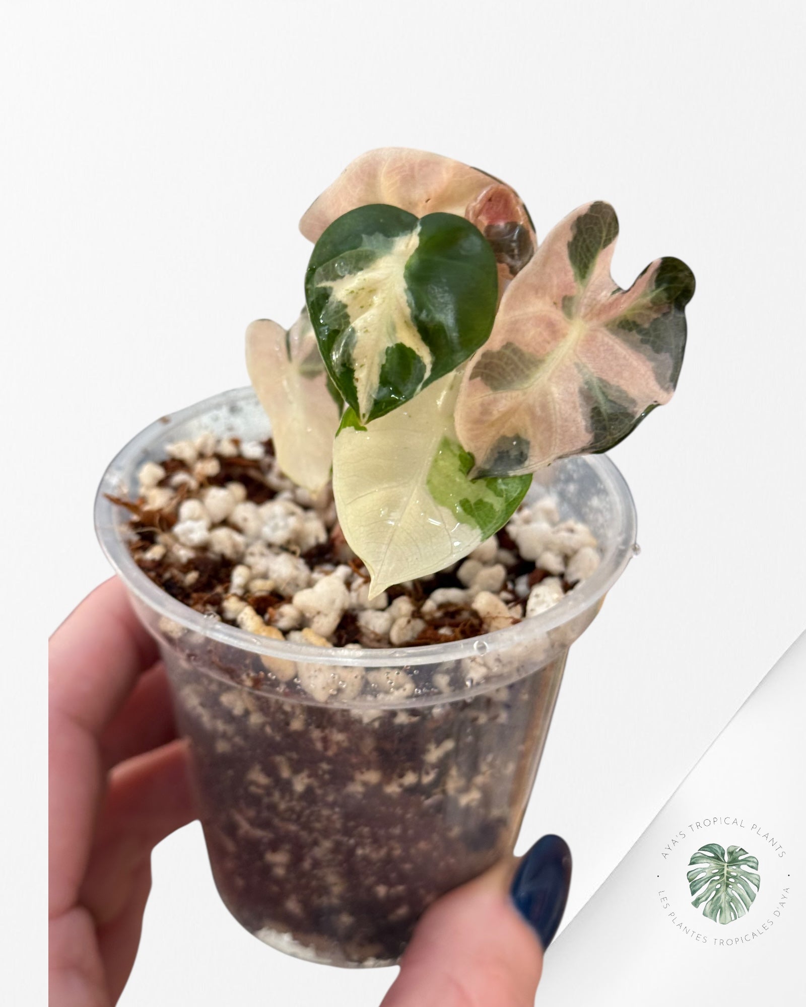 Alocasia Heart Balloon Pink variegated| Rare TC Plant| Aya's Tropical Plants