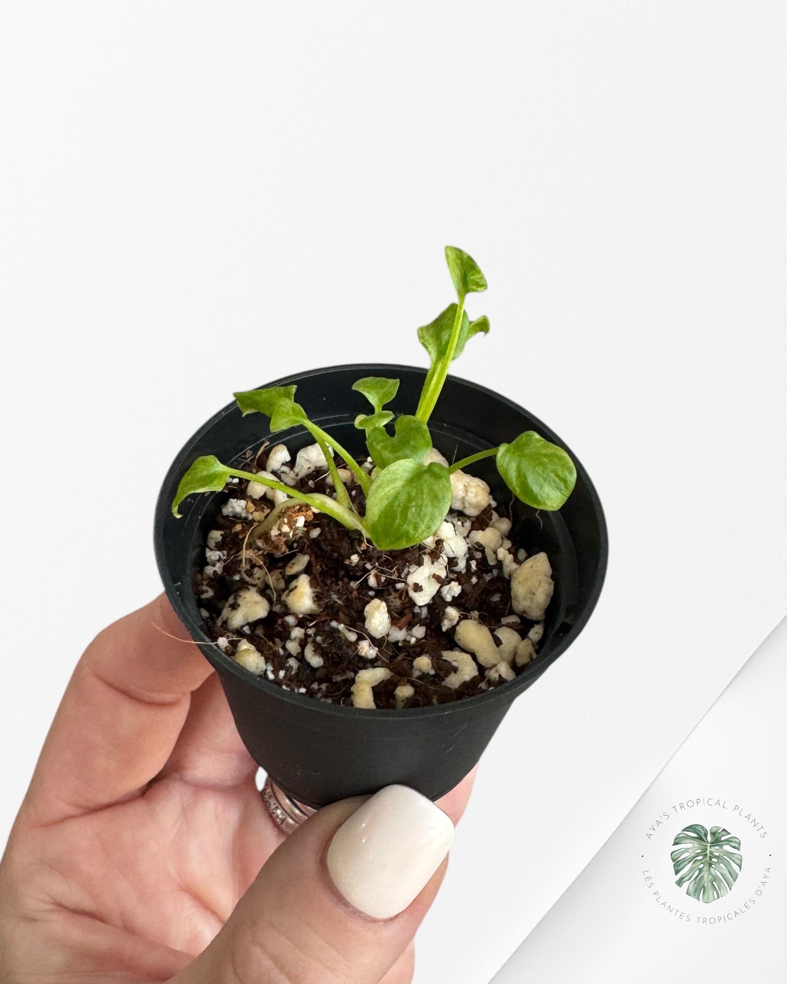 Philodendron Xanadu panaché - TC6