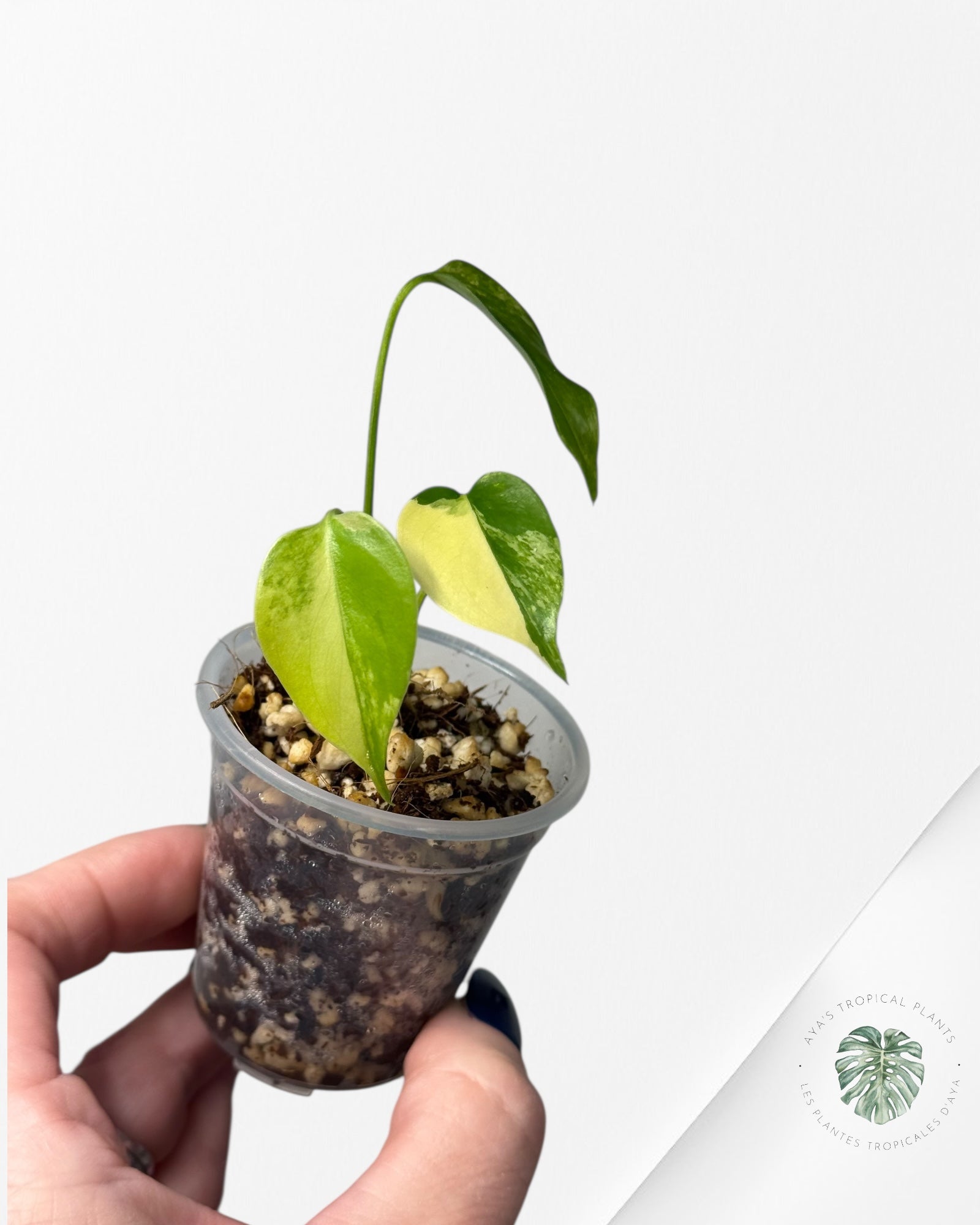 Monstera Aurea |Rare TC Plant | Aya's Tropical Plants