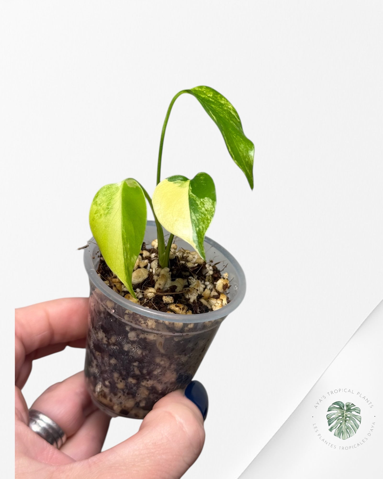 Monstera Aurea |Rare TC Plant | Aya's Tropical Plants