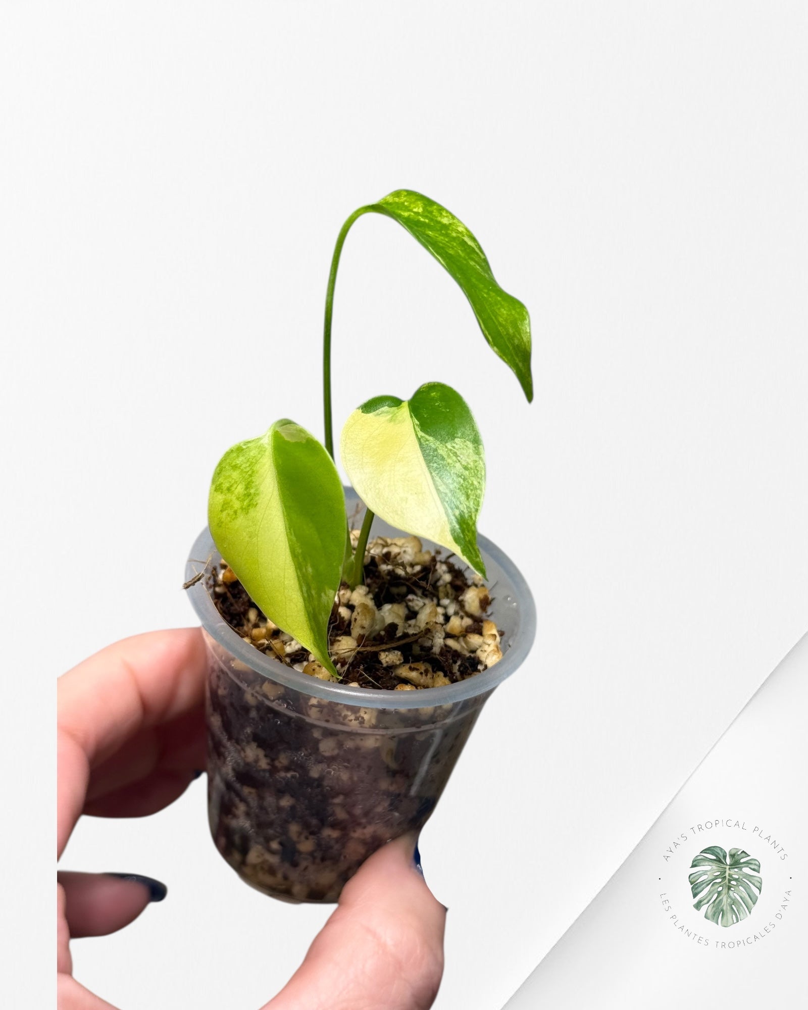 Monstera Aurea |Rare TC Plant | Aya's Tropical Plants