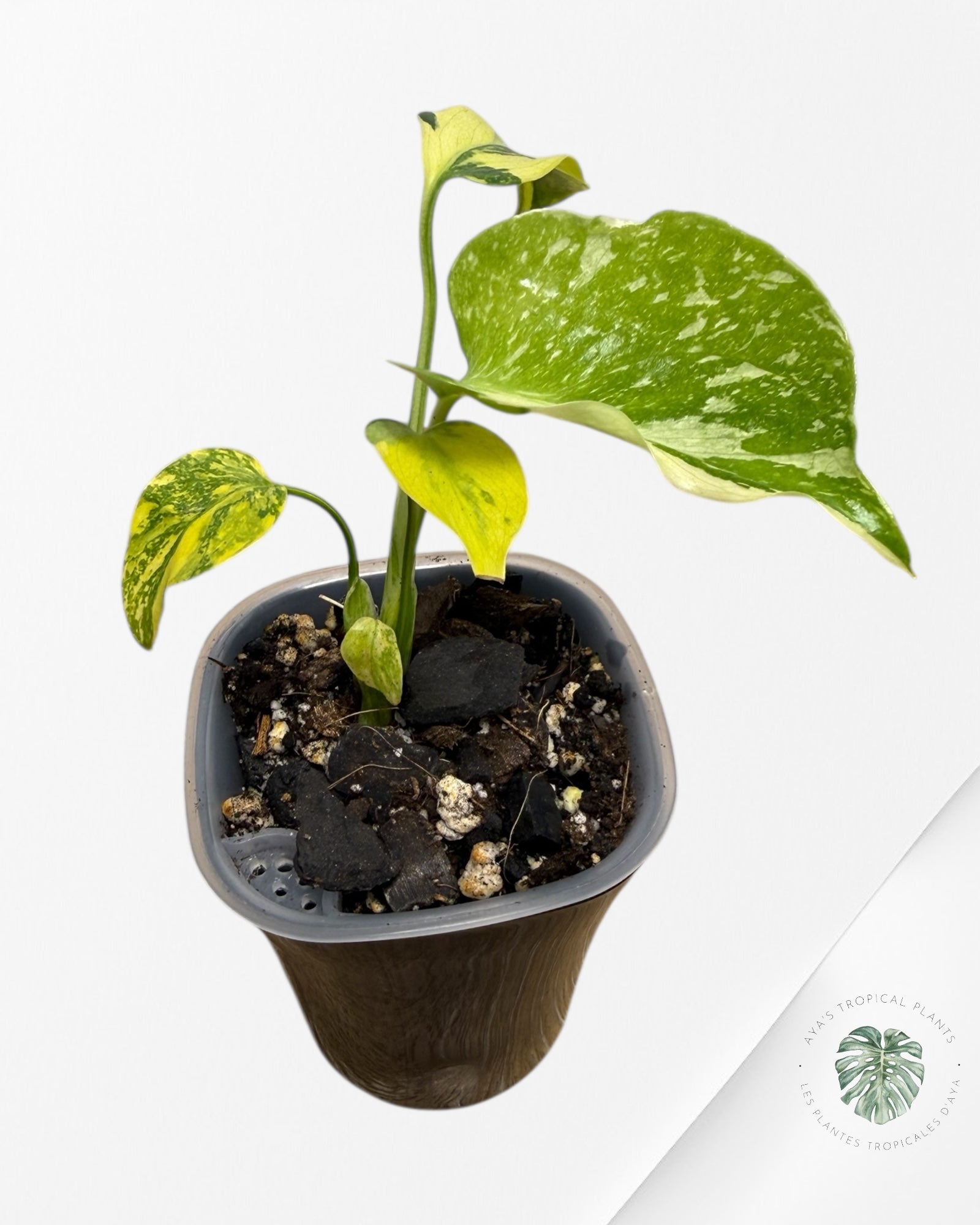 Monstera Deliciosa Electrolyte