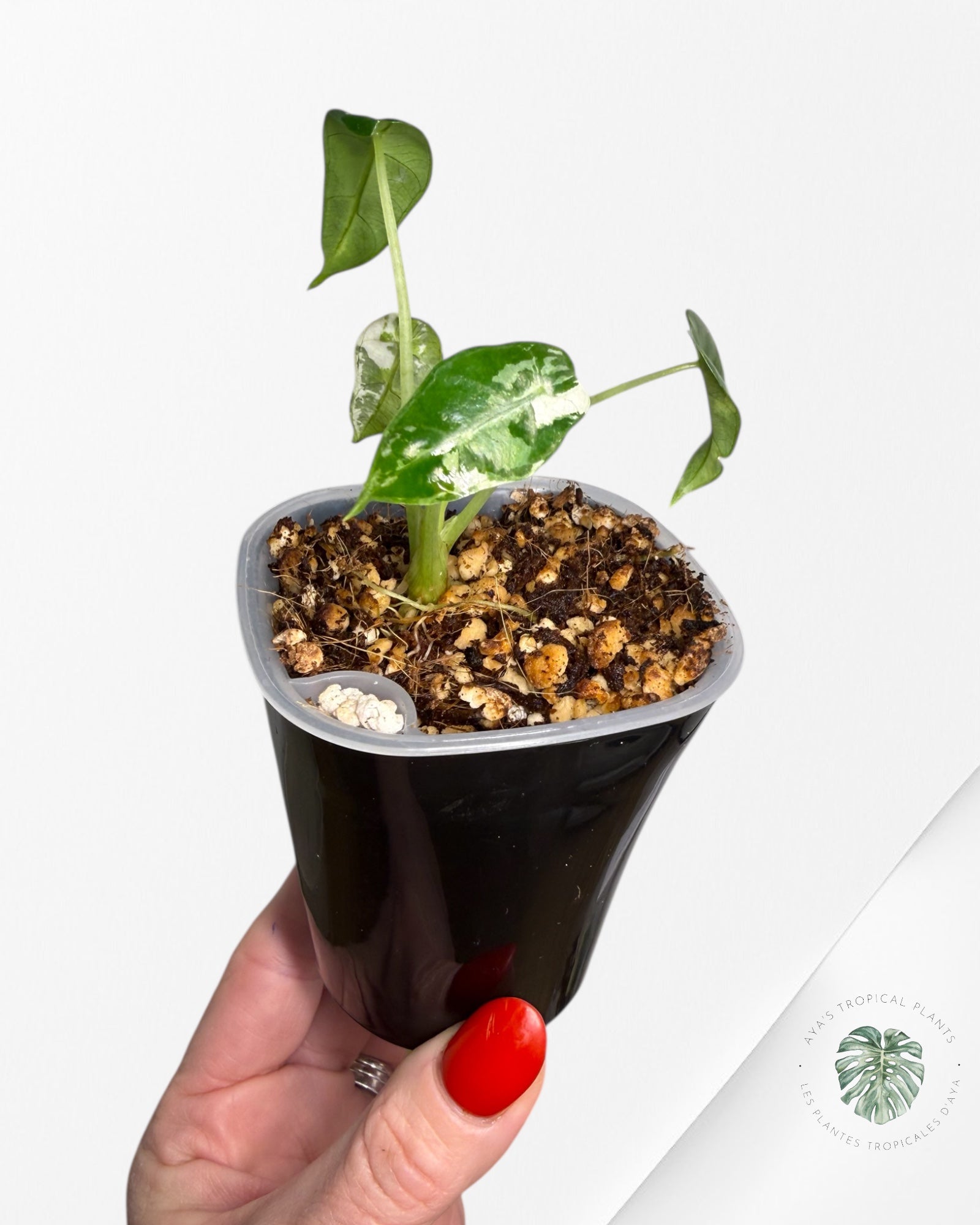 Alocasia Bambino  Albo & Aurea Variegated