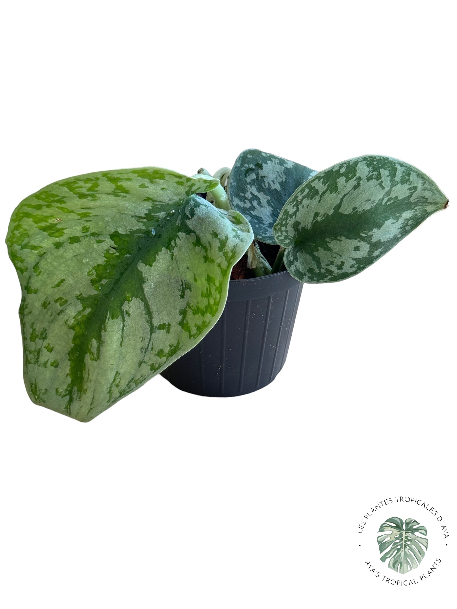 Monstera Thai Constellation JA0840 (XXL)
