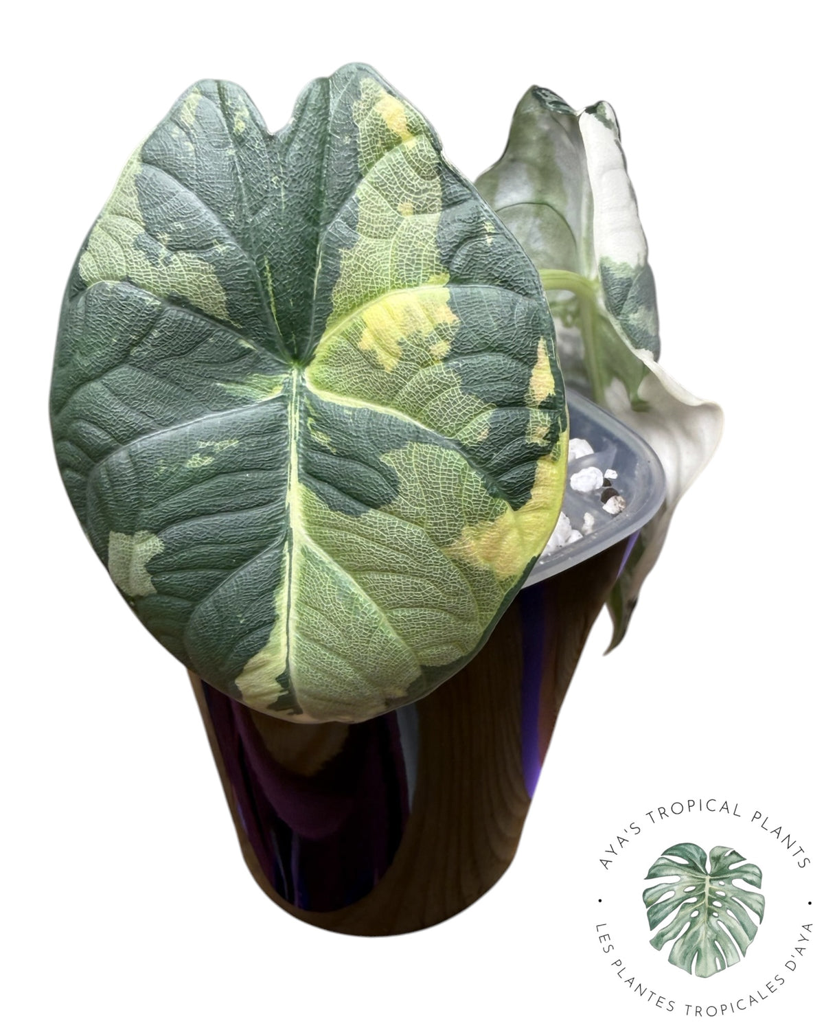 Alocasia Maharani Albo