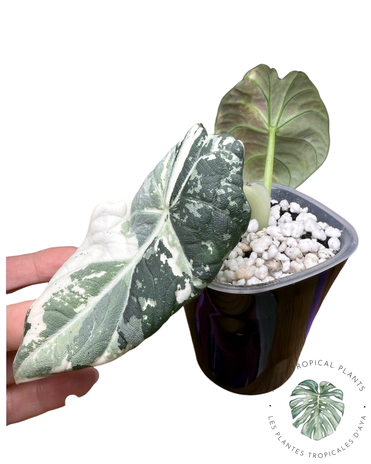 Alocasia Maharani Albo