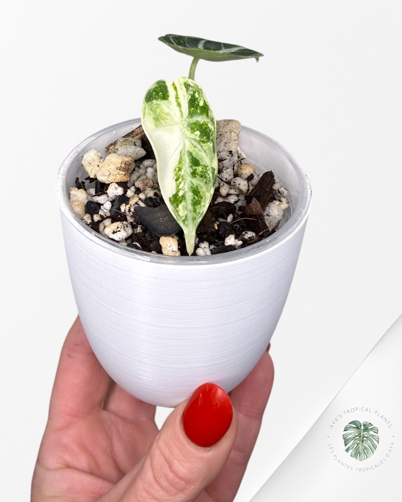 Alocasia Ninja Albo Variegated