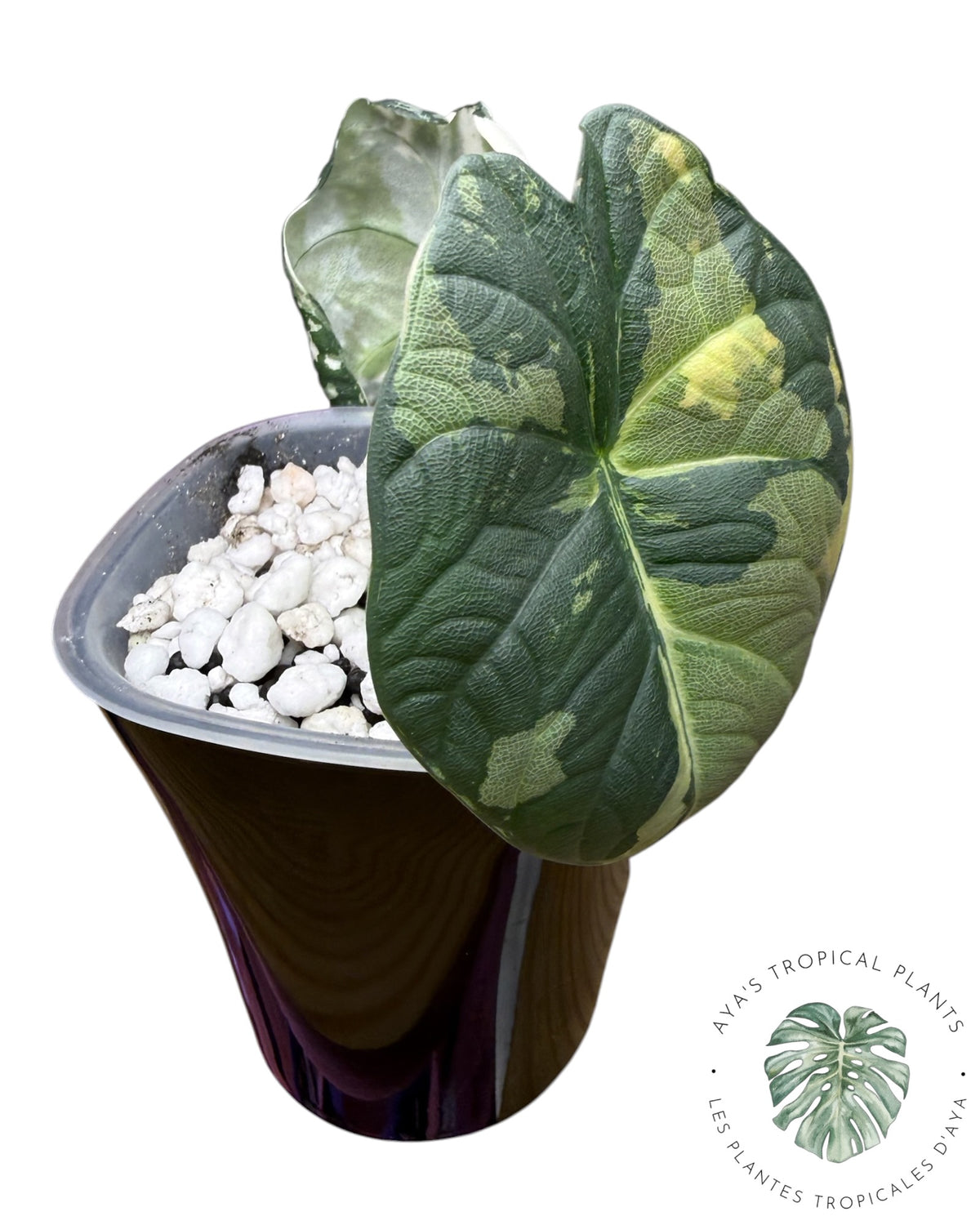 Alocasia Maharani Albo