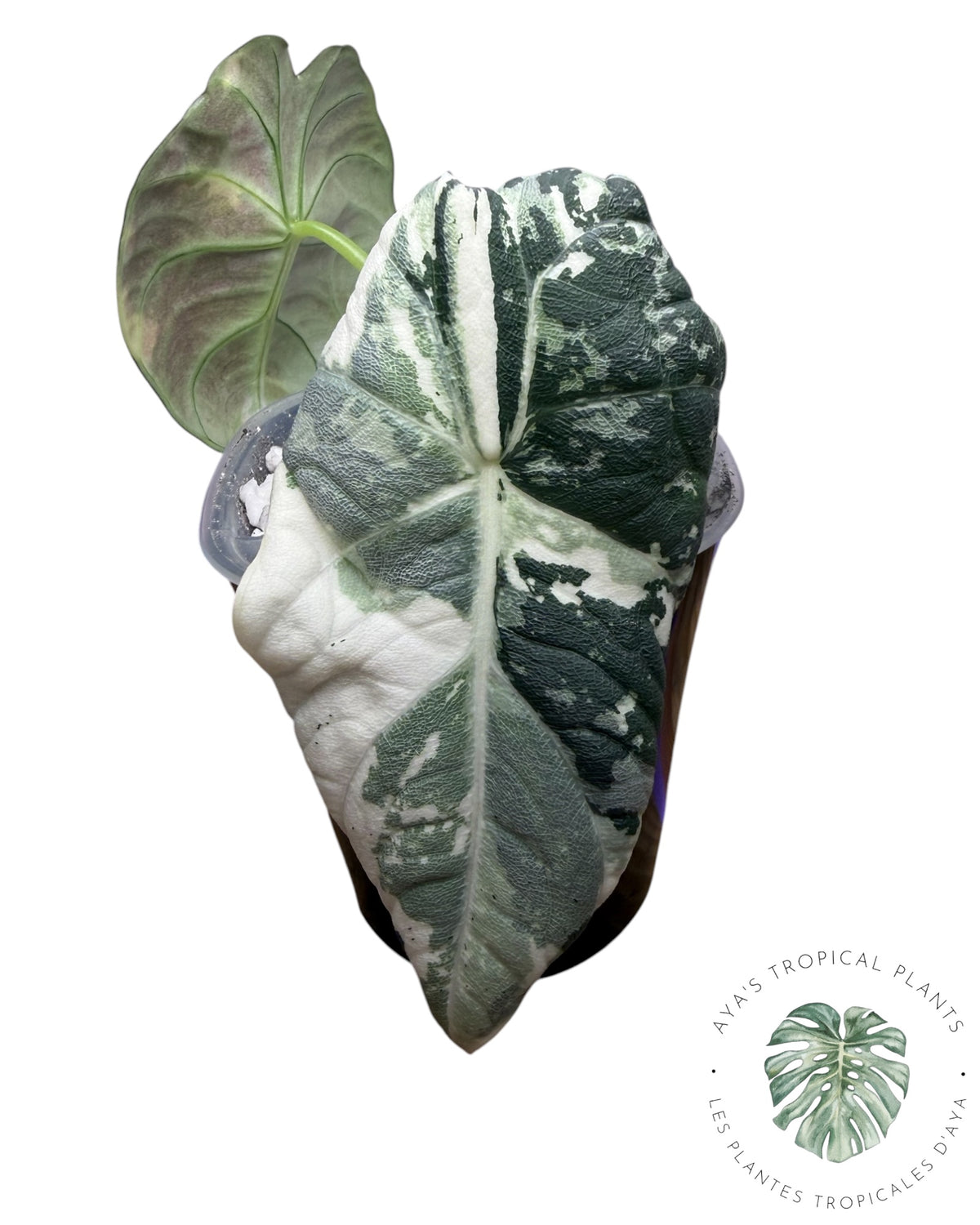 Alocasia Maharani Albo