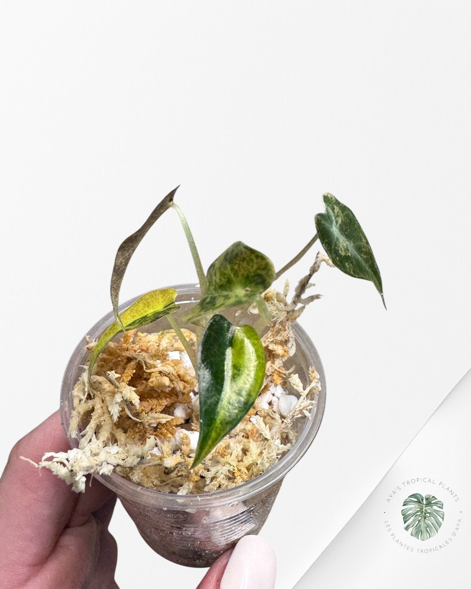 Alocasia Bambino Panaché (Aurea) - TC1