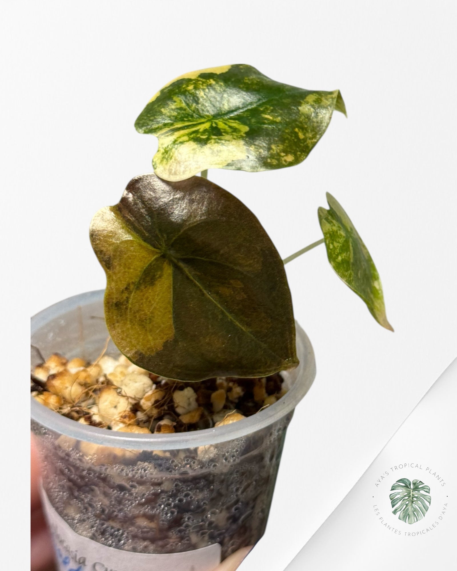 Alocasia Cuprea Golden Latte variegated | Rare TC Plant| Aya's Tropical Plants