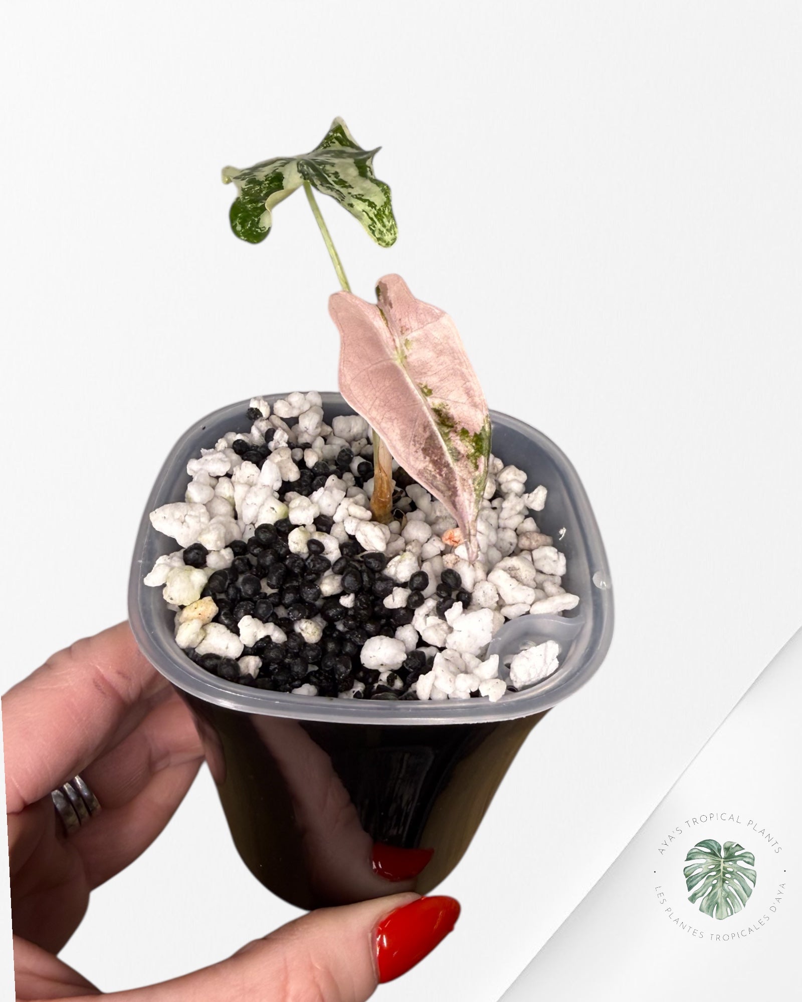 Alocasia Nobilis rose panaché