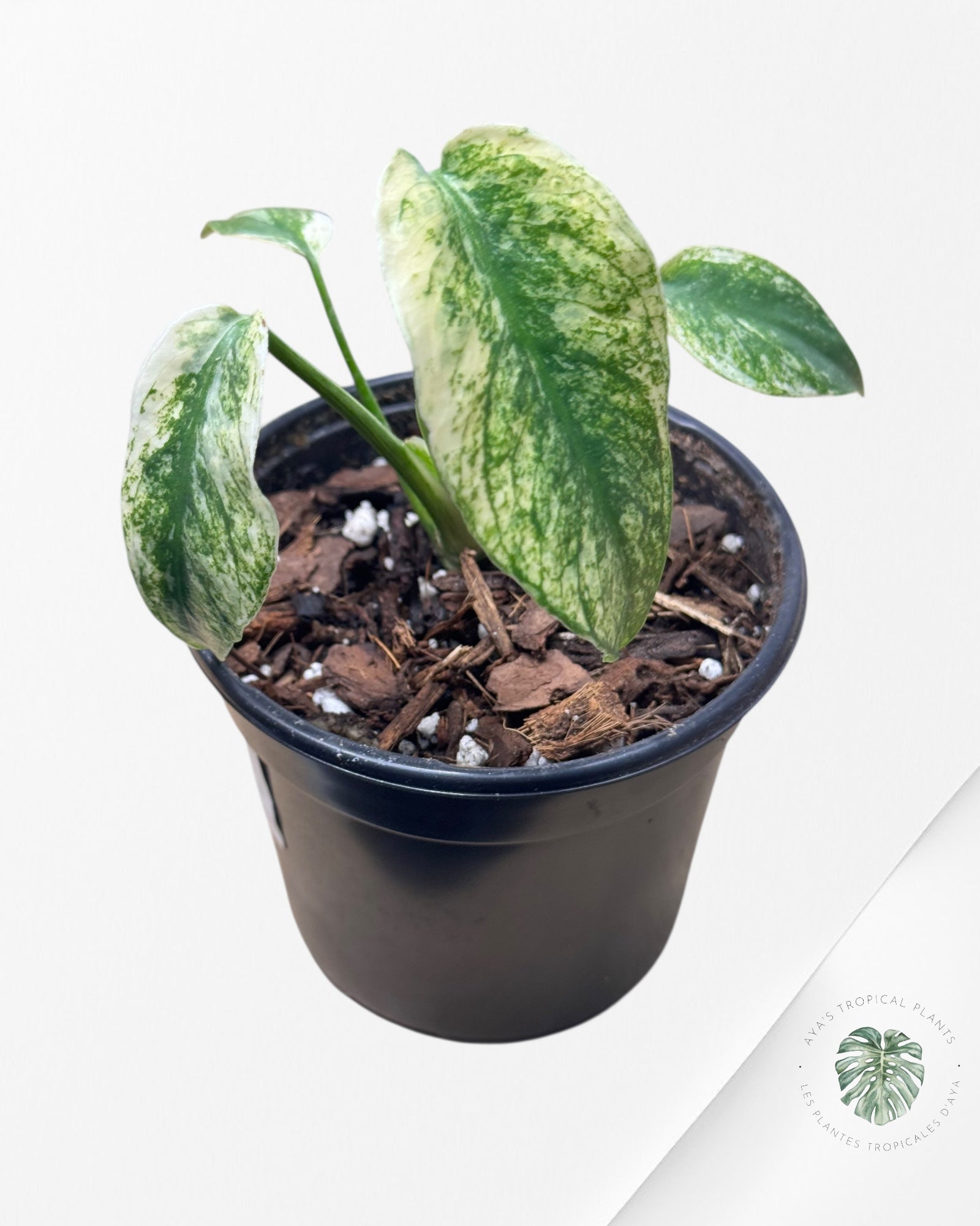 Monstera Deliciosa Mint - MA1