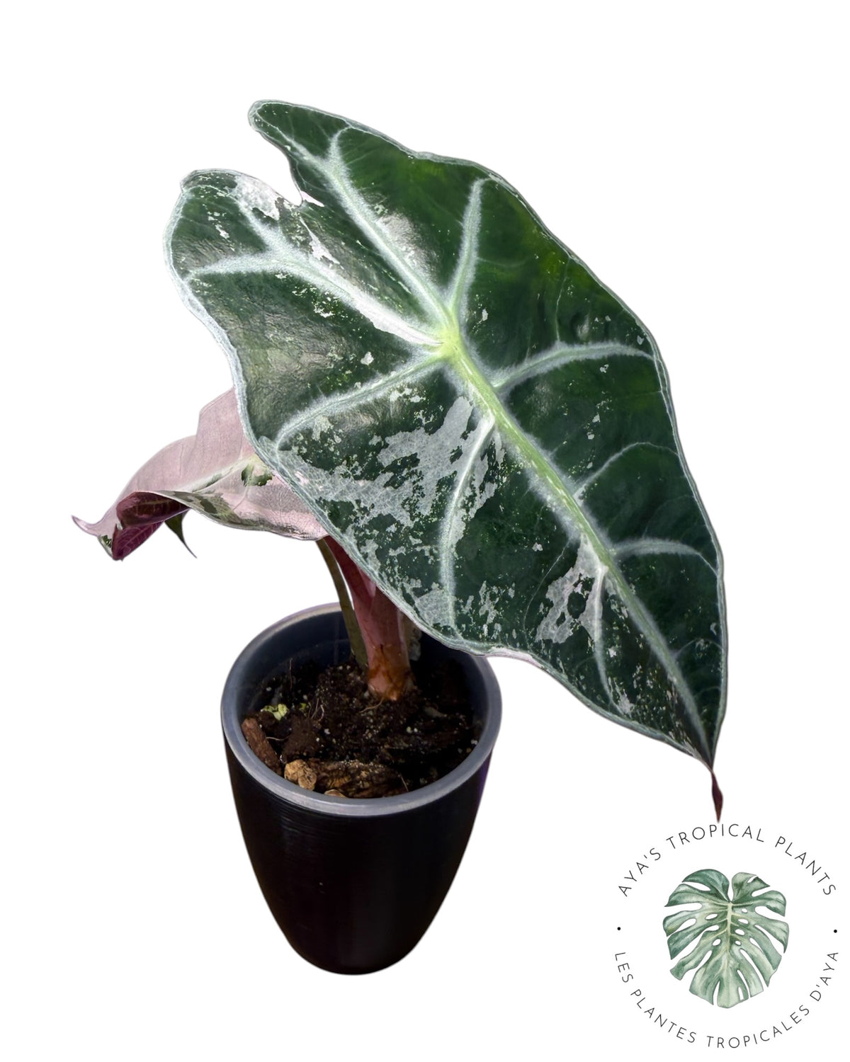 Alocasia Polly Pink Snowflake (Grade A)