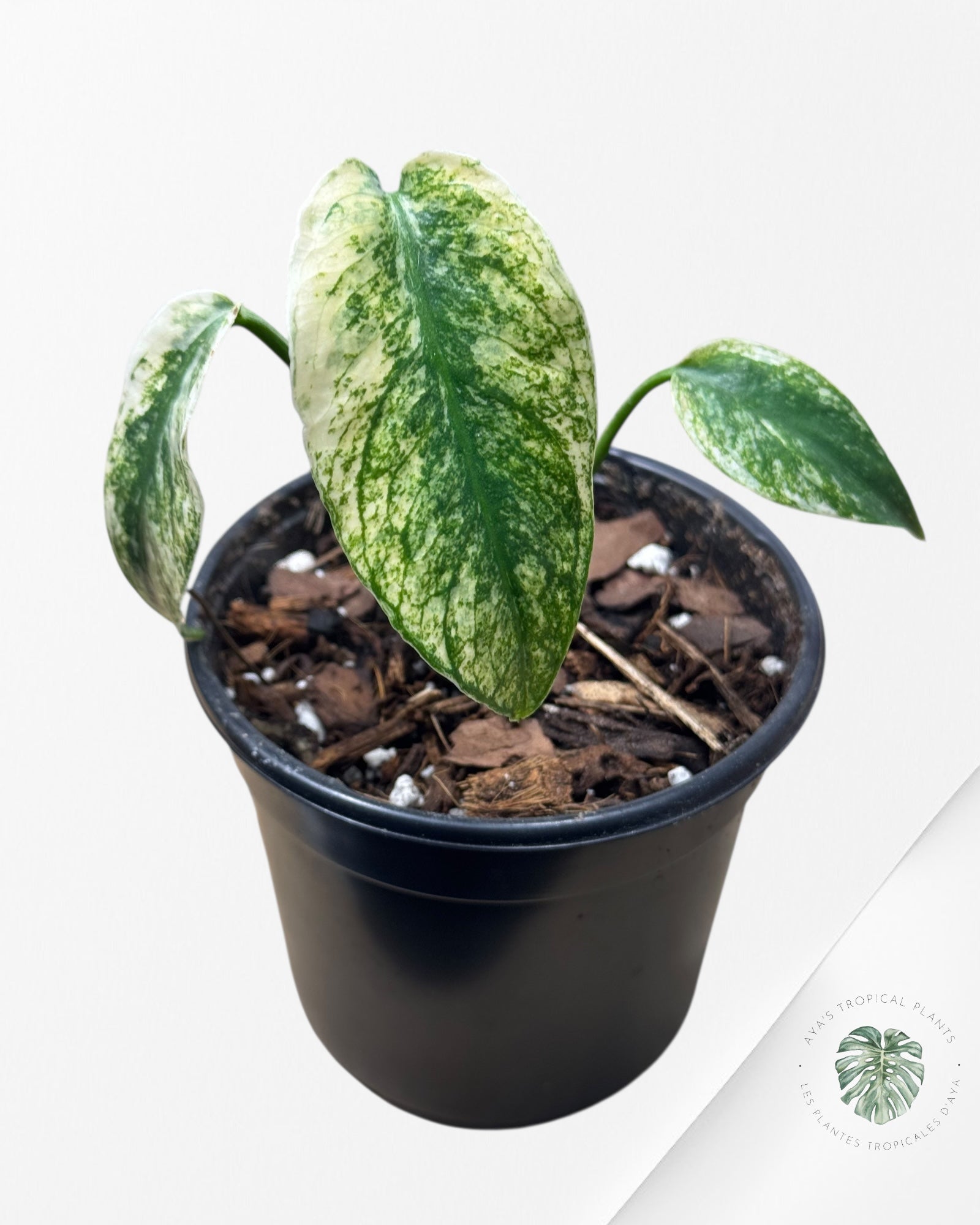 Monstera Deliciosa Mint - MA1