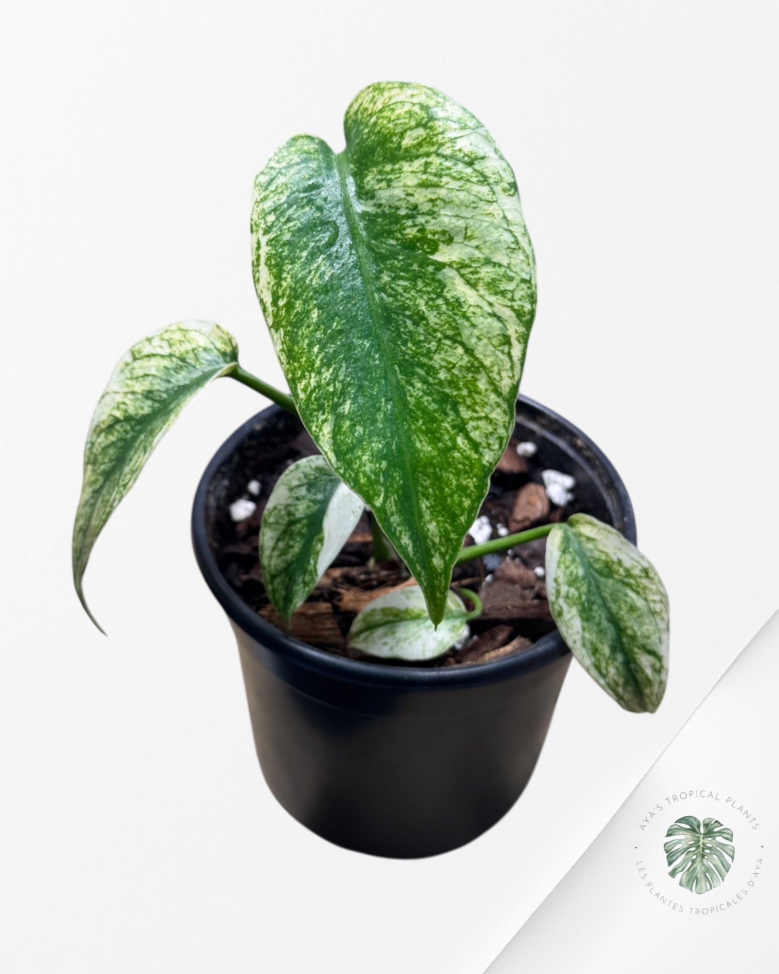 Monstera Deliciosa Mint - MA3